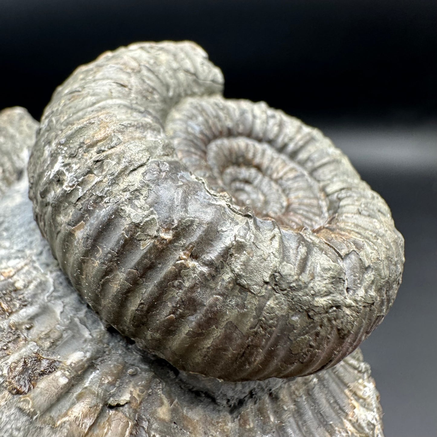 Catacoeloceras Sp. ammonite fossil with box and stand- Whitby, North Yorkshire Jurassic Coast Yorkshire Fossils