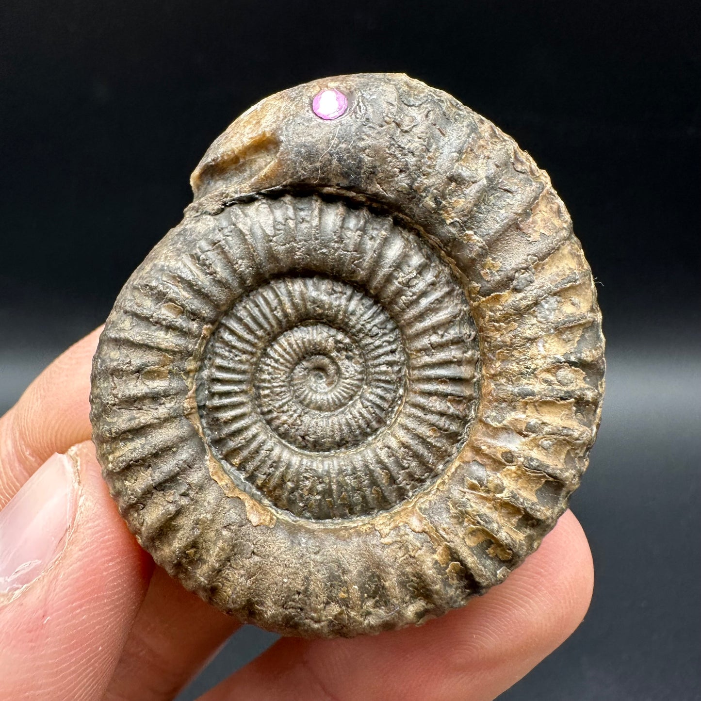 Snakestone Ammonite Fossil With Bag/Box And Stand - Whitby, North Yorkshire Jurassic Coast Yorkshire Fossils