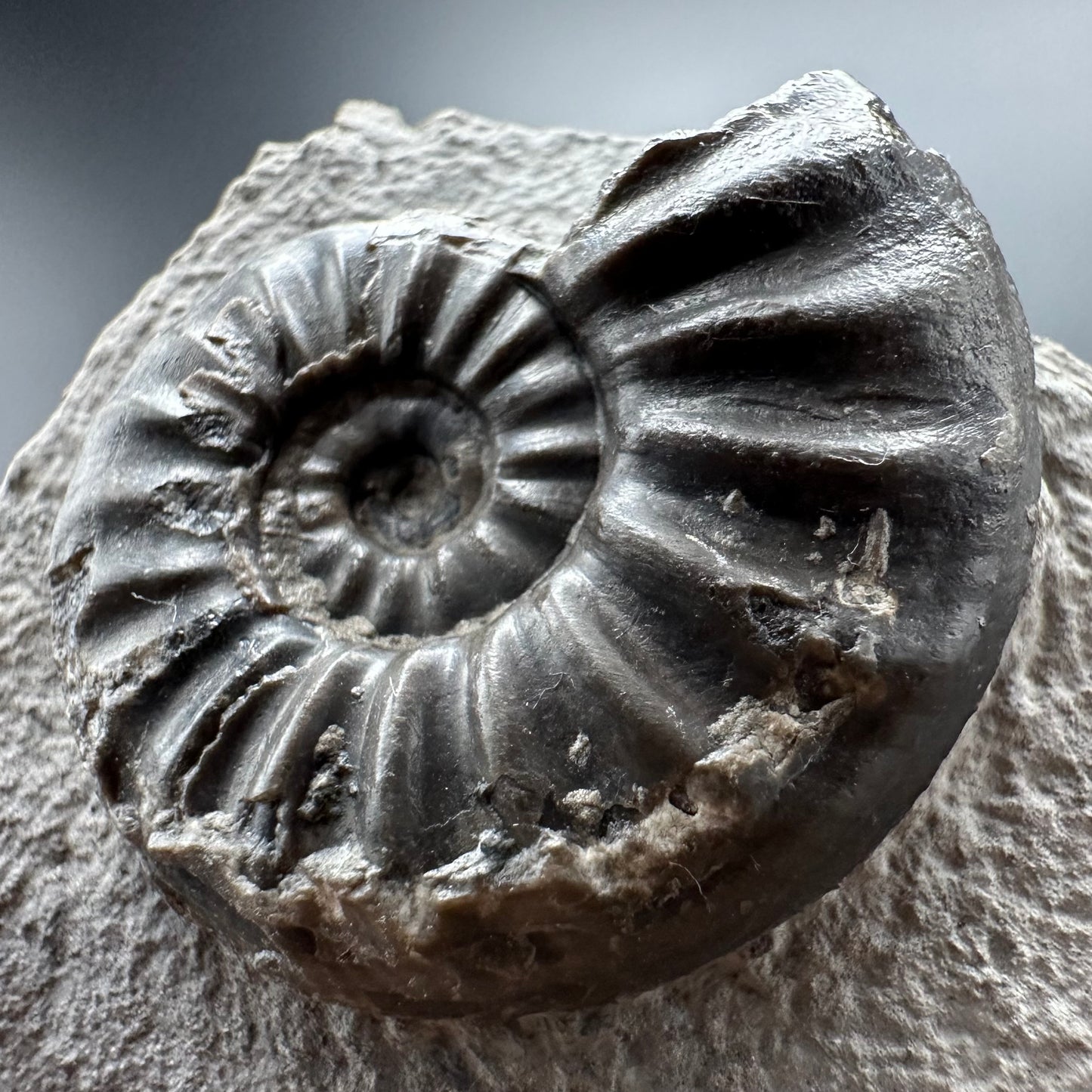 Asteroceras Ammonite fossil with box and stand - Whitby, North Yorkshire Jurassic Coast Yorkshire Fossils