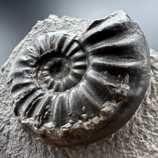 Asteroceras Ammonite fossil with box and stand - Whitby, North Yorkshire Jurassic Coast Yorkshire Fossils