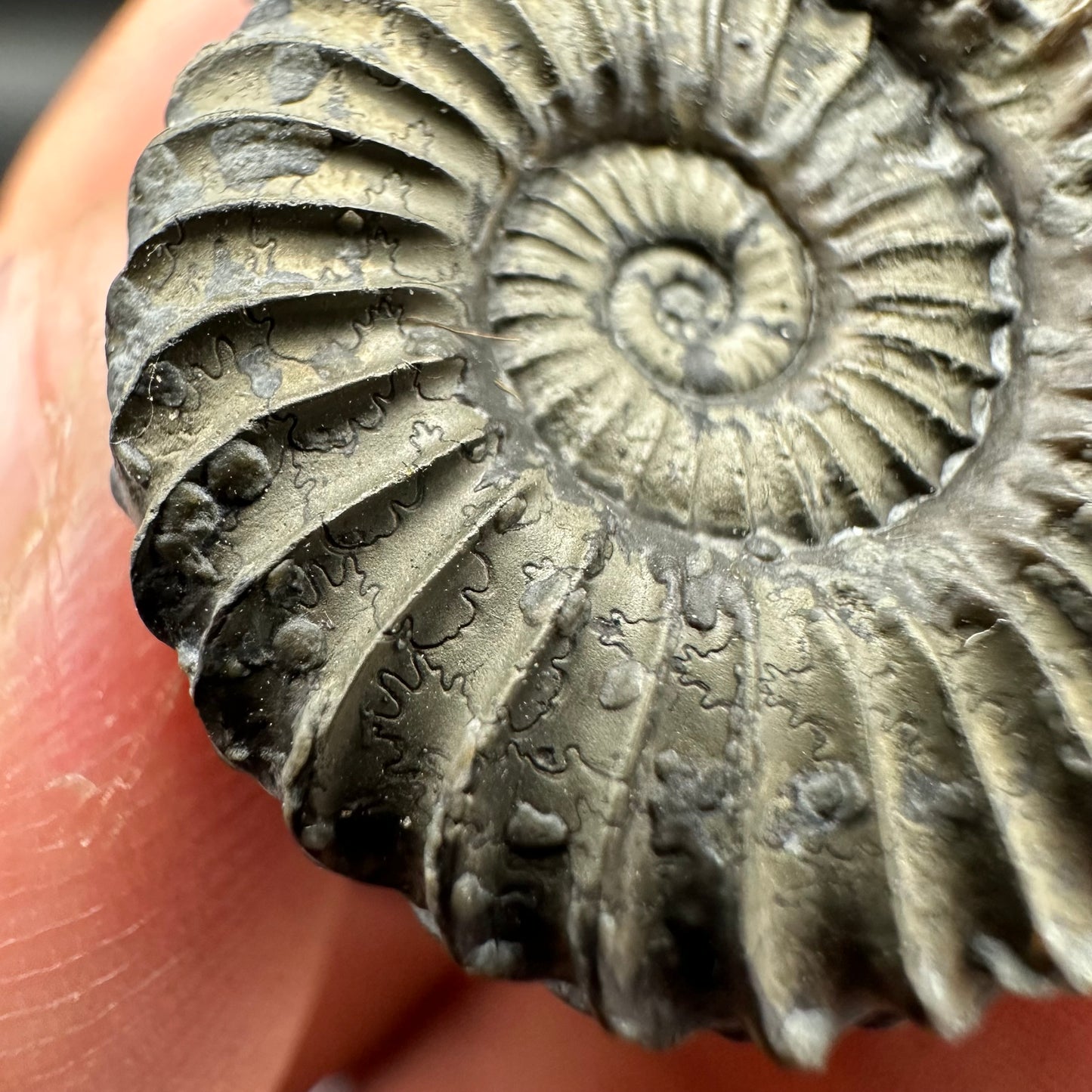 Schlothemia sp. ammonite fossil with tin and stand - Whitby, North Yorkshire Jurassic Coast, Yorkshire fossils