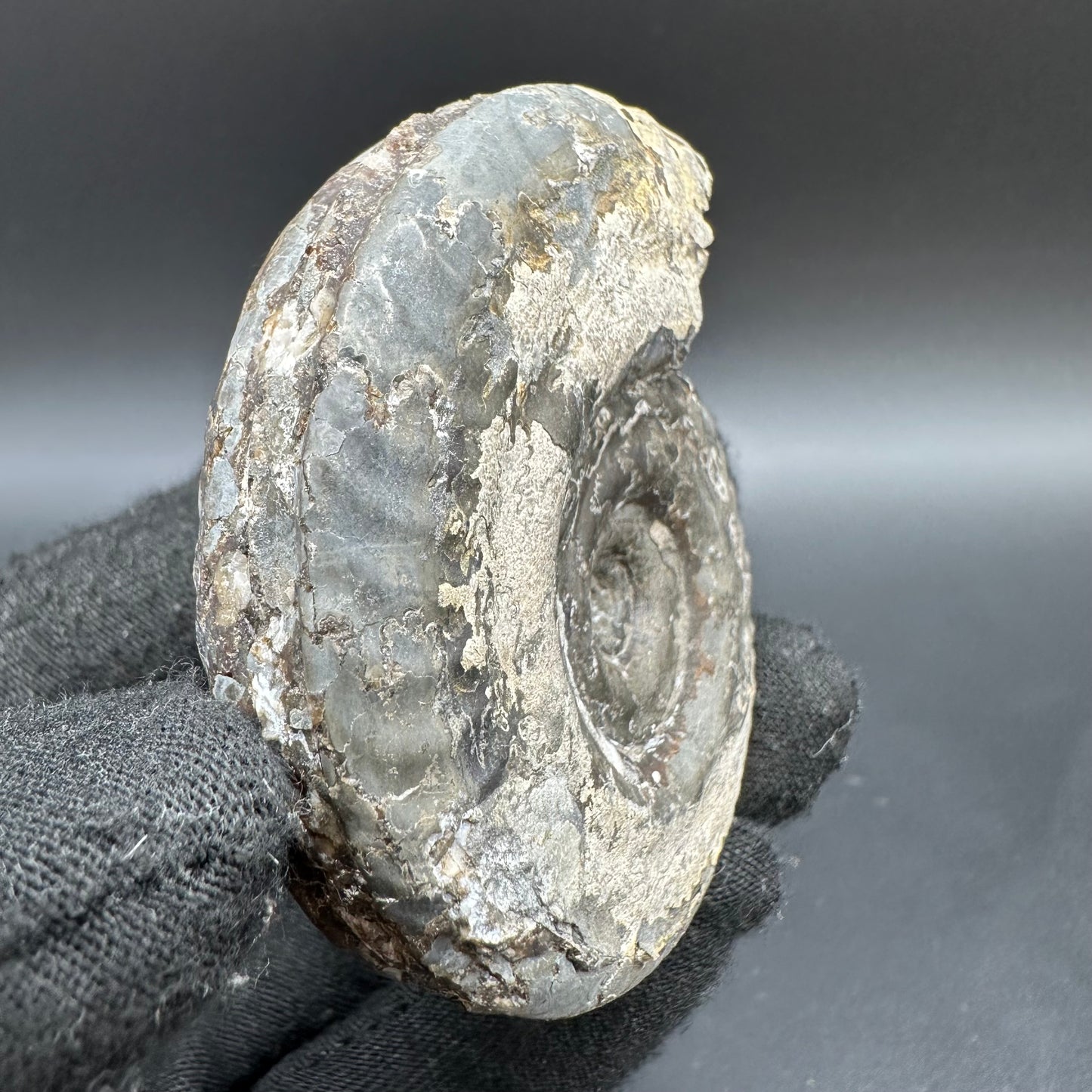 Hildoceras Bifrons Ammonite fossil with box and stand - Whitby, North Yorkshire Jurassic Coast, Yorkshire Fossils from the Jurassic Coast
