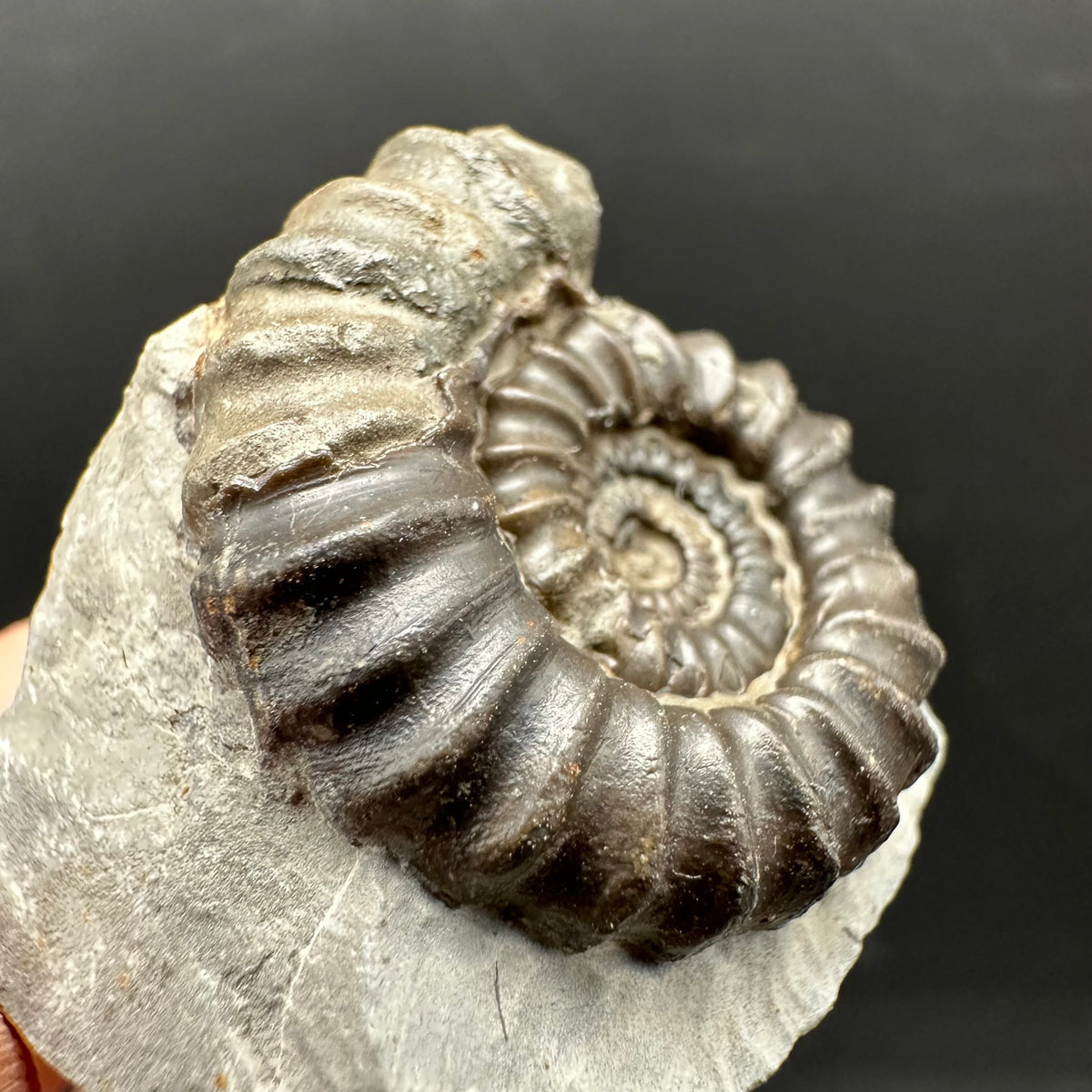 Gagaticeras Ammonite fossil with box and stand - Whitby, North Yorkshire Jurassic Coast Yorkshire Fossils