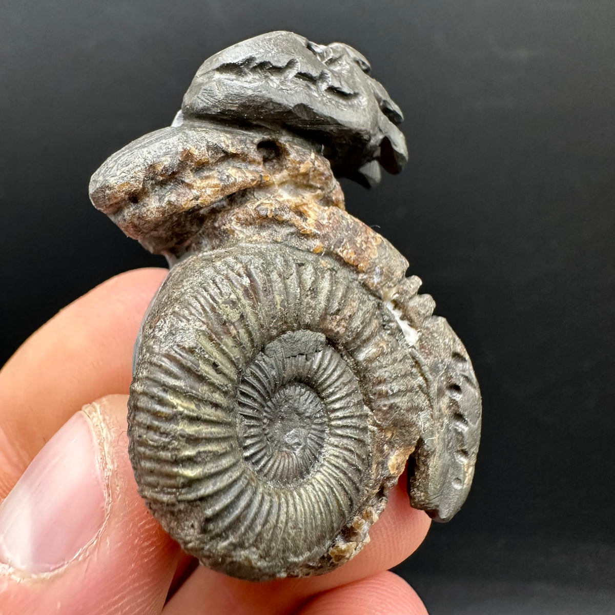 Hydra Snakestone Ammonite Fossil With Bag/Box And Stand - Whitby, North Yorkshire Jurassic Coast Yorkshire Fossils