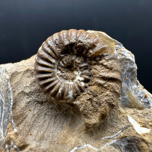 Androgynoceras capricornus Ammonite Fossil With Stand - Whitby, North Yorkshire Jurassic Coast Yorkshire Fossils