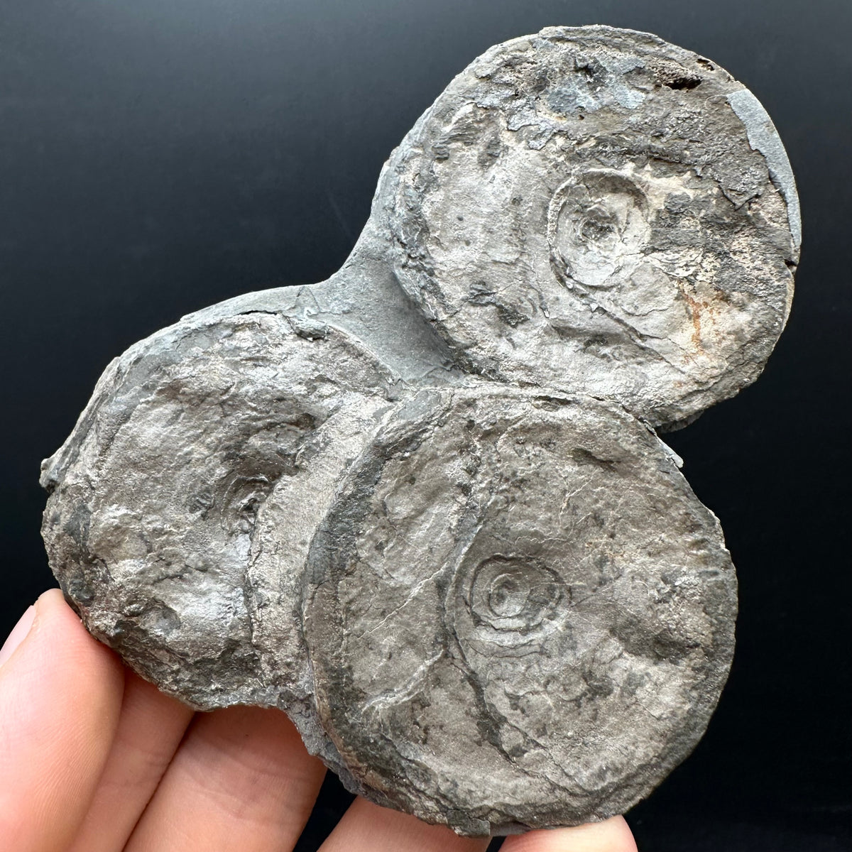 Ichthyosaur Vertebrae fossil with box and stand - Whitby, North Yorkshire Jurassic Coast, Yorkshire fossils found on the Jurassic Coast
