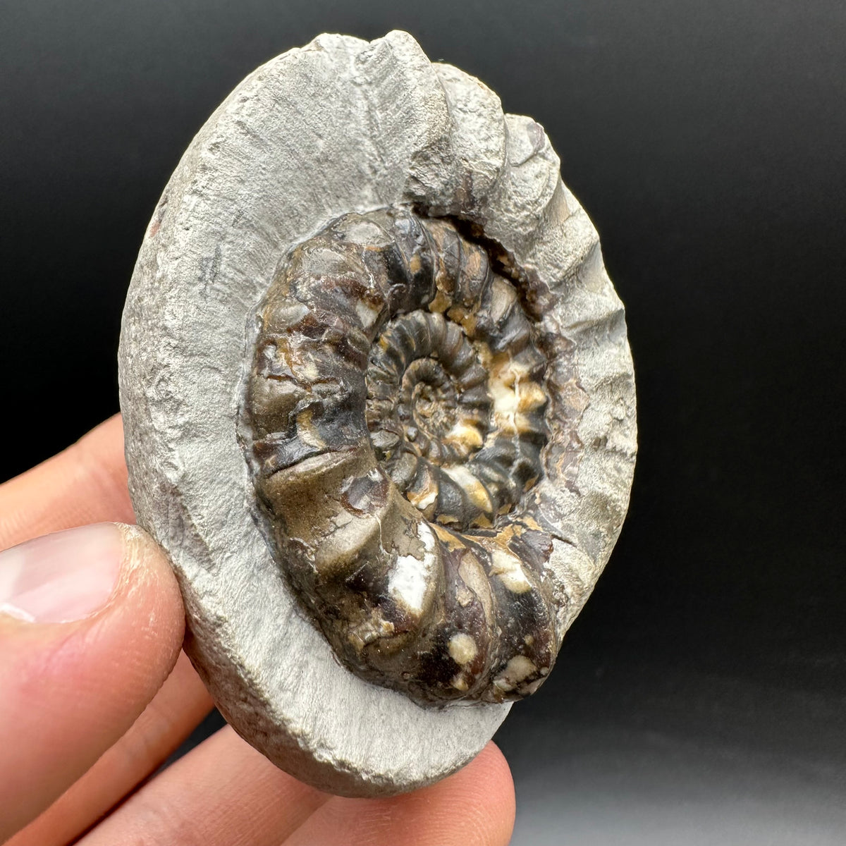 Androgynoceras maculatum ammonite fossil with box and stand - Whitby, North Yorkshire Jurassic Coast Yorkshire Fossils