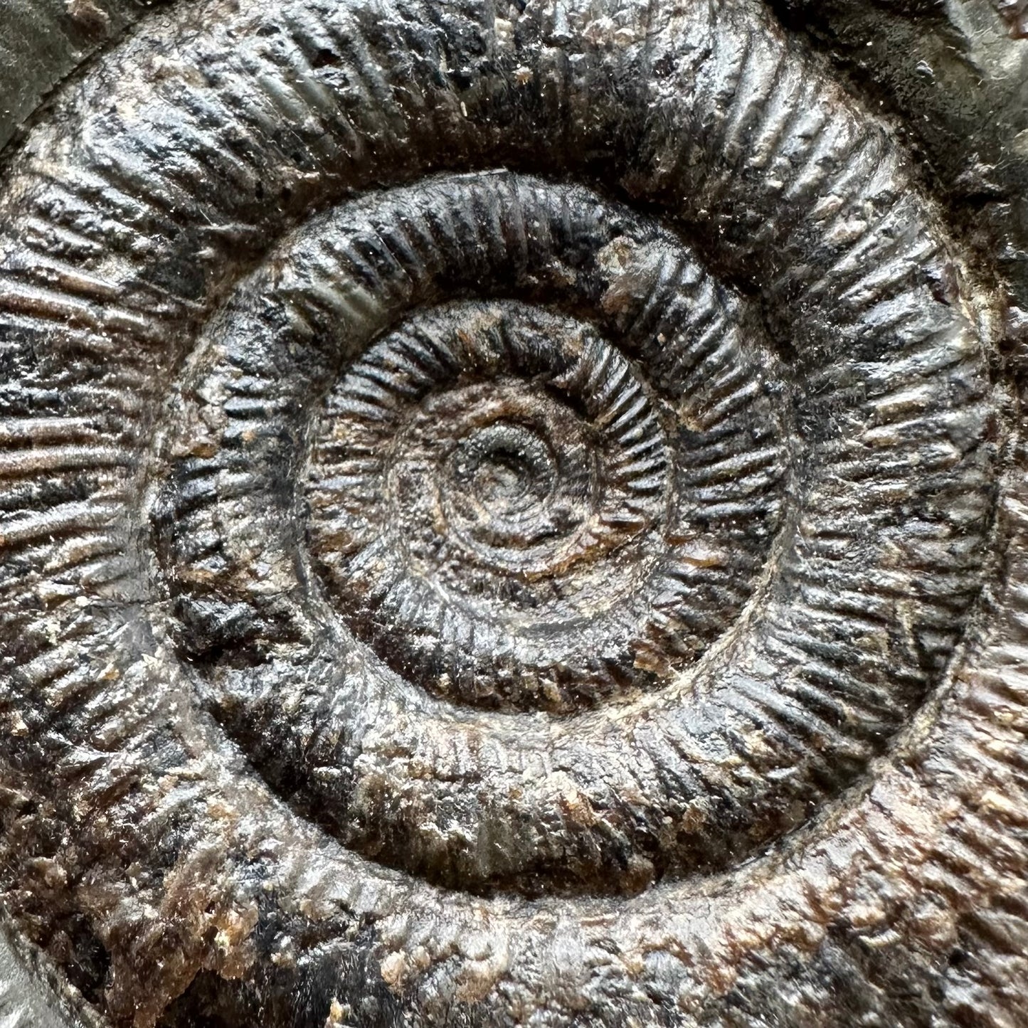Dactylioceras tenuicostatum Ammonite fossil with box and stand - Whitby, North Yorkshire Jurassic Coast
