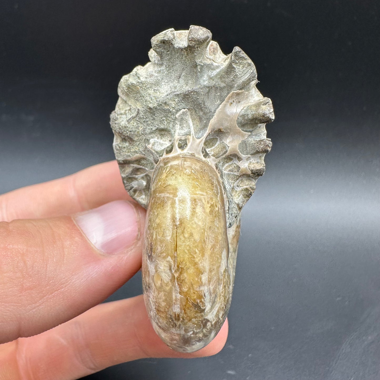 Phylloceras Ammonite Fossil With Box And Stand - Cretaceous Ammonite Madagascar