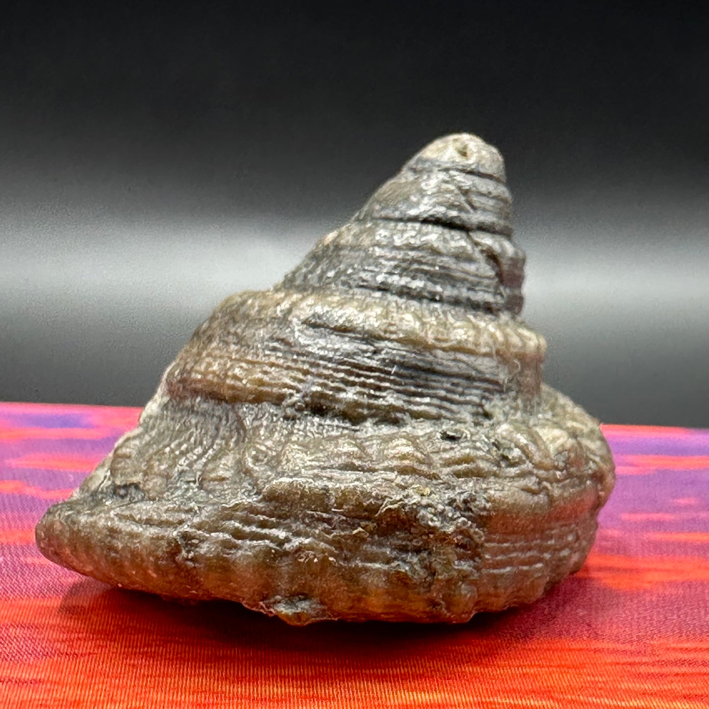 Gastropod Fossil Shell - Whitby, North Yorkshire, Jurassic Coast, Yorkshire Fossils