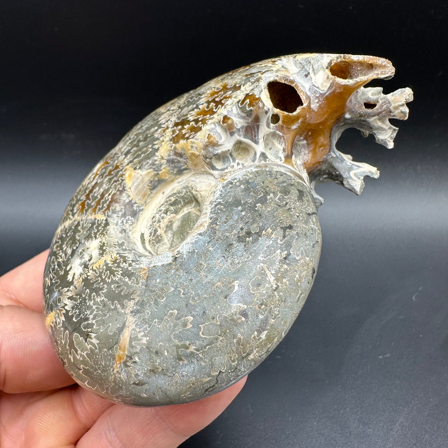 Puzosia Ammonite Fossil With Box And Stand - Cretaceous Ammonite Madagascar
