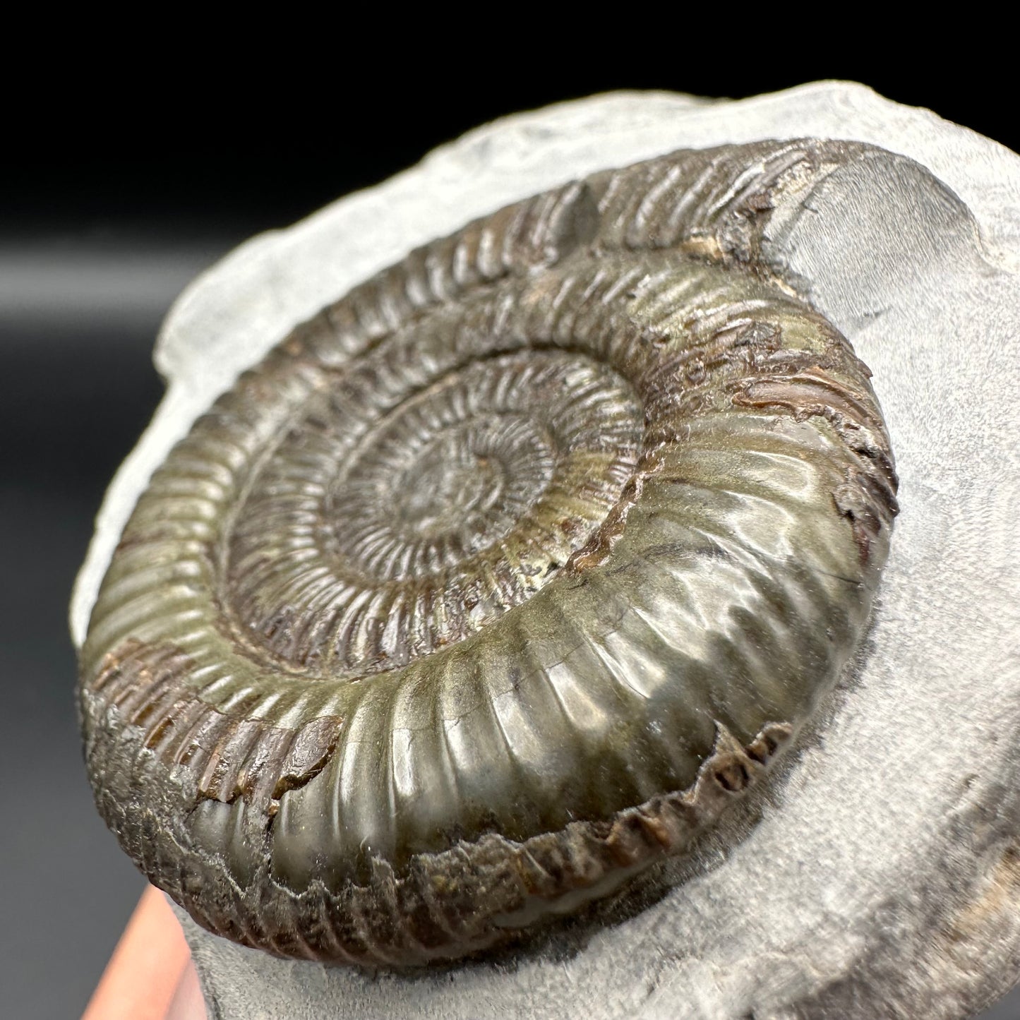 Dactylioceras Ammonite Fossil With Box And Stand - Whitby, North Yorkshire Jurassic Coast Yorkshire Fossils