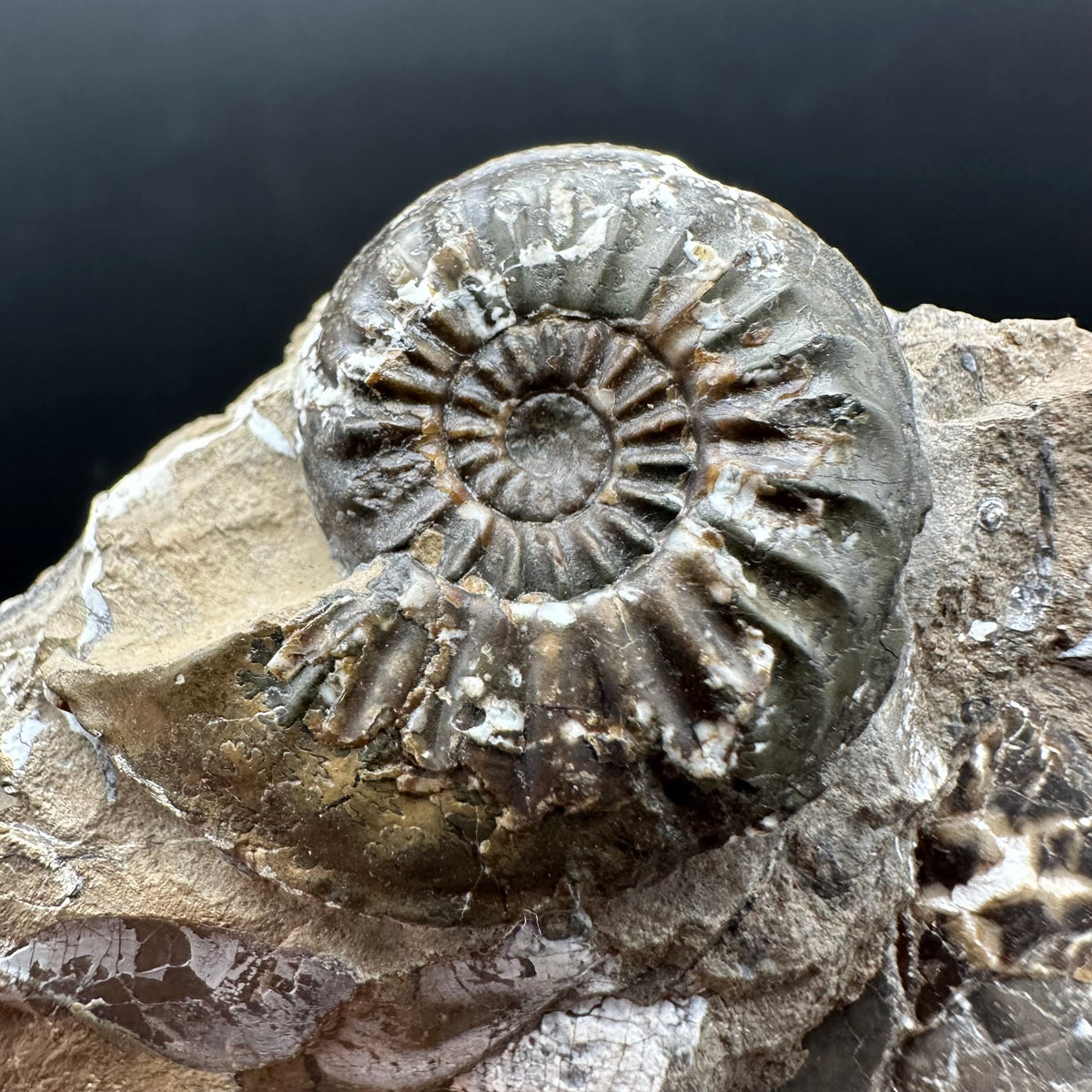 Amaltheus subnodosus Ammonite fossil with stand - Whitby, North Yorkshire Jurassic Coast Yorkshire Fossils