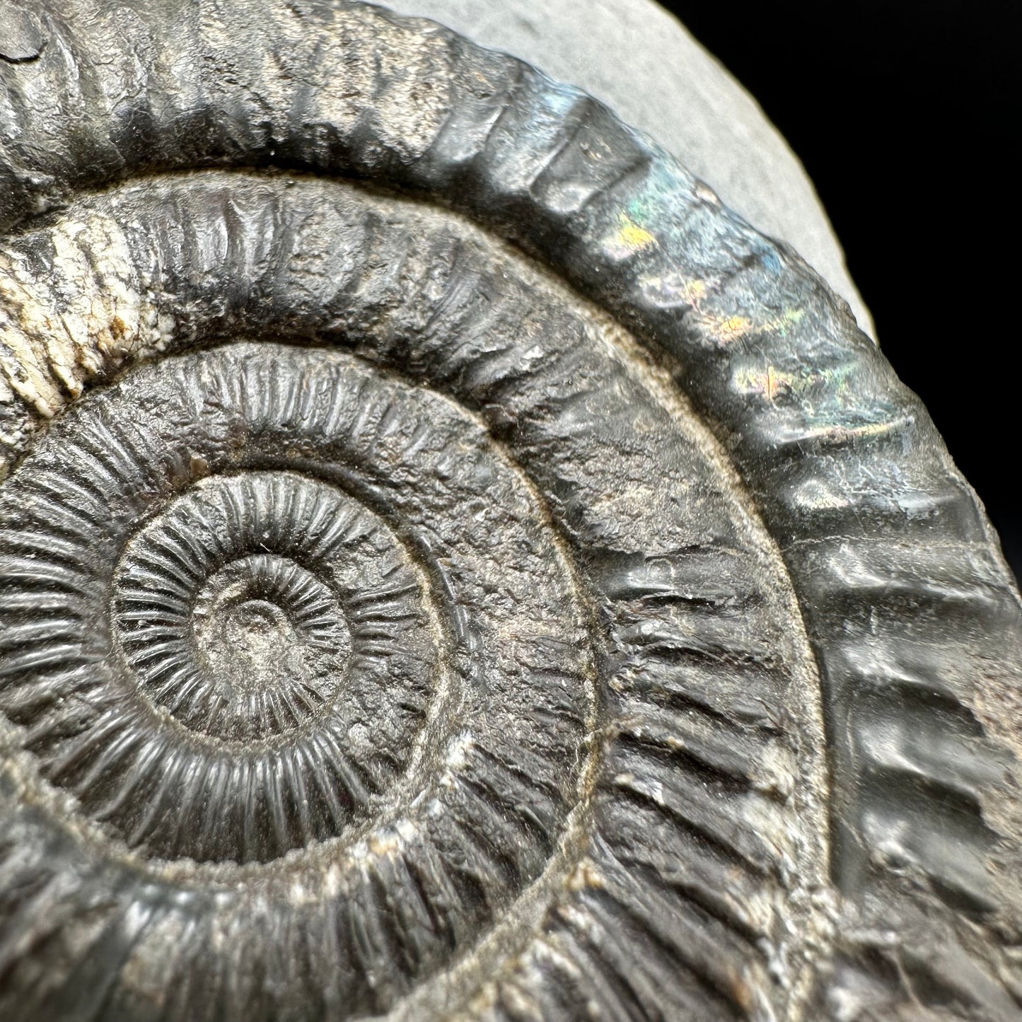 Iridescent Dactylioceras Ammonite Fossil With Box And Stand - Whitby, North Yorkshire Jurassic Coast Yorkshire Fossils