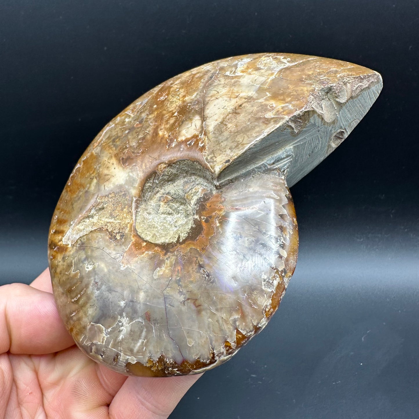 Cleoniceras Ammonite Fossil With Box And Stand - Cretaceous Ammonite Madagascar