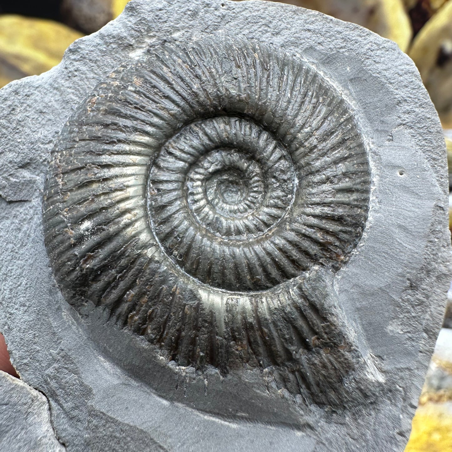 Dactylioceras semicelatum ammonite fossil - Whitby, North Yorkshire Jurassic Coast Yorkshire Fossils