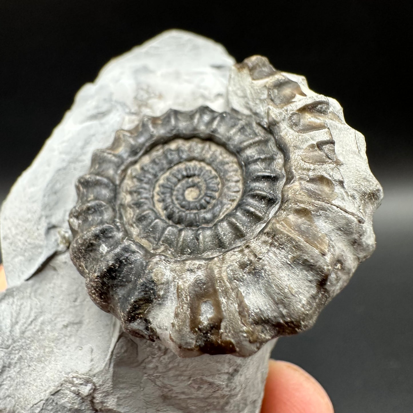 Gagaticeras Ammonite fossil with box and stand - Whitby, North Yorkshire Jurassic Coast Yorkshire Fossils
