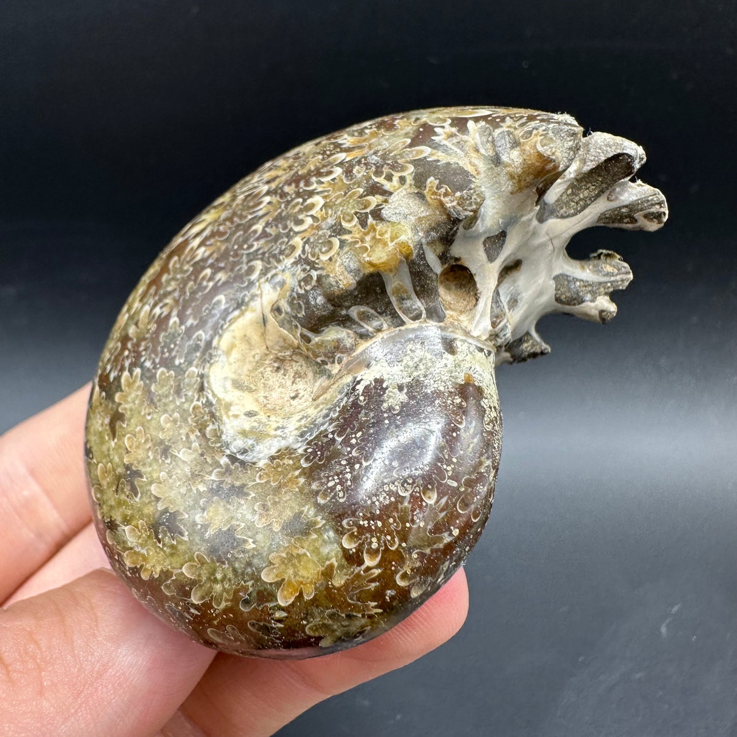Phylloceras Ammonite Fossil With Box And Stand - Cretaceous Ammonite Madagascar