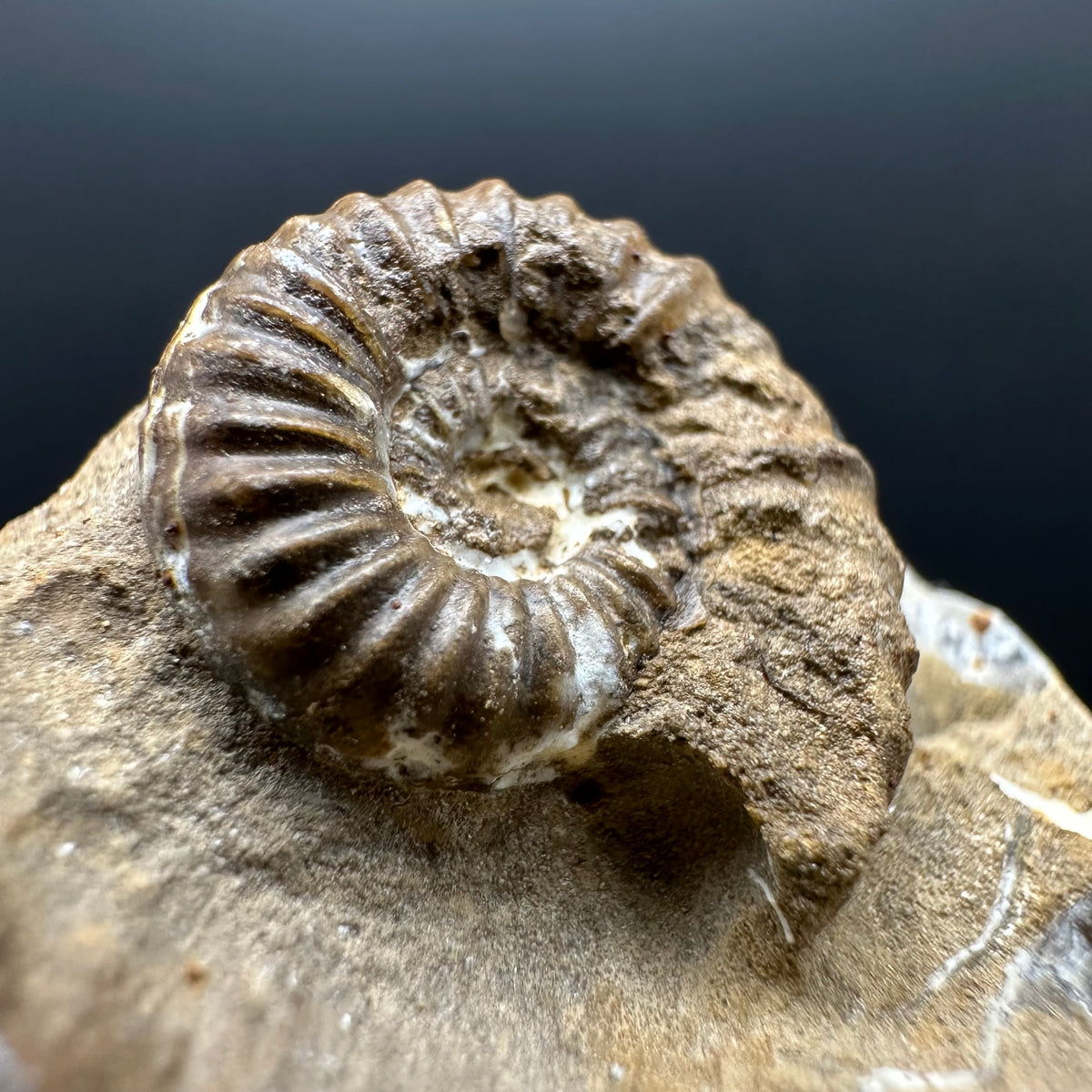 Androgynoceras capricornus Ammonite Fossil With Stand - Whitby, North Yorkshire Jurassic Coast Yorkshire Fossils