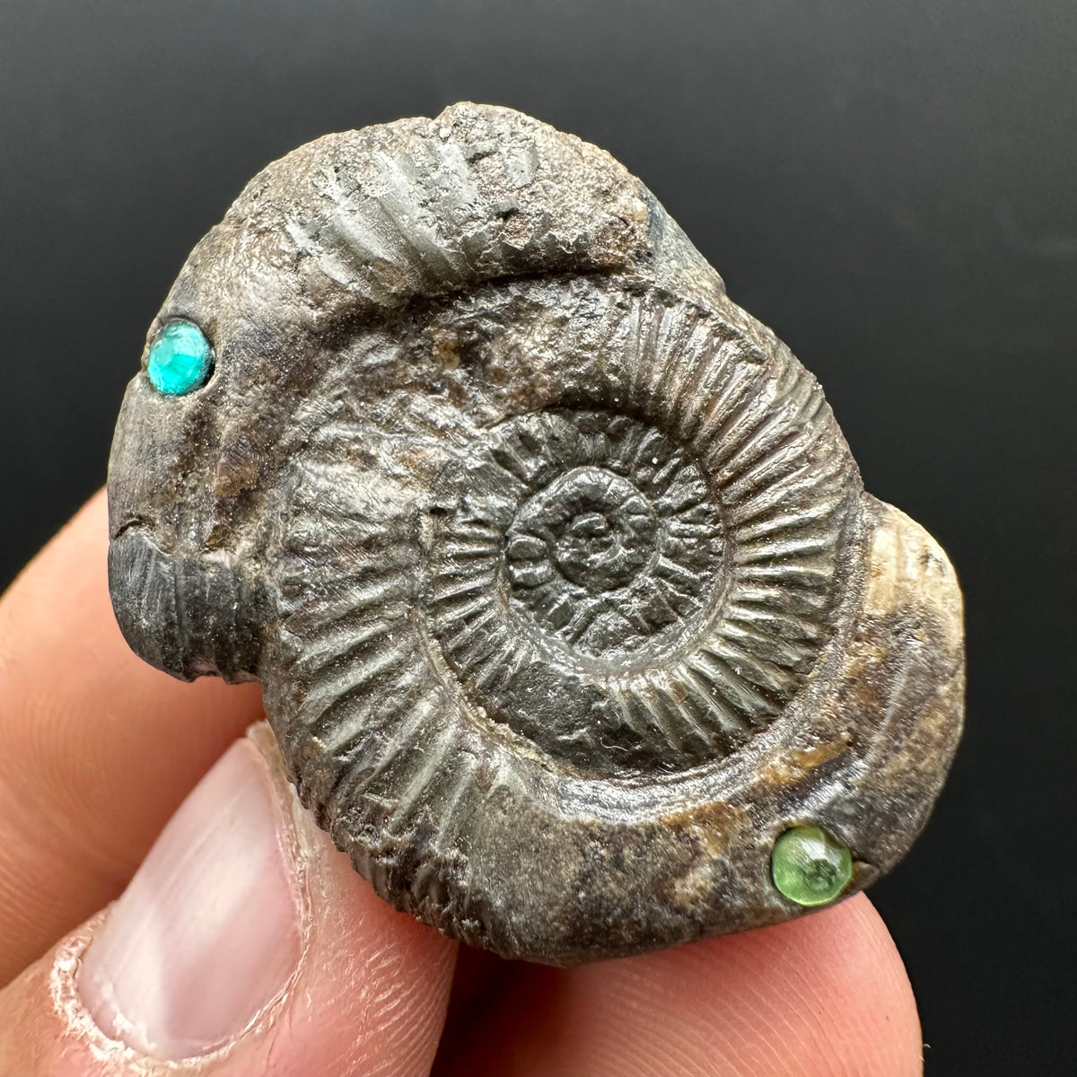 Hydra Snakestone Ammonite Fossil With Bag/Box And Stand - Whitby, North Yorkshire Jurassic Coast Yorkshire Fossils