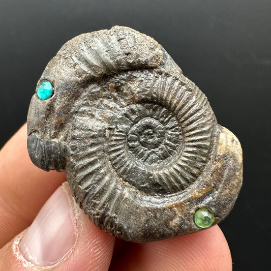 Hydra Snakestone Ammonite Fossil With Bag/Box And Stand - Whitby, North Yorkshire Jurassic Coast Yorkshire Fossils