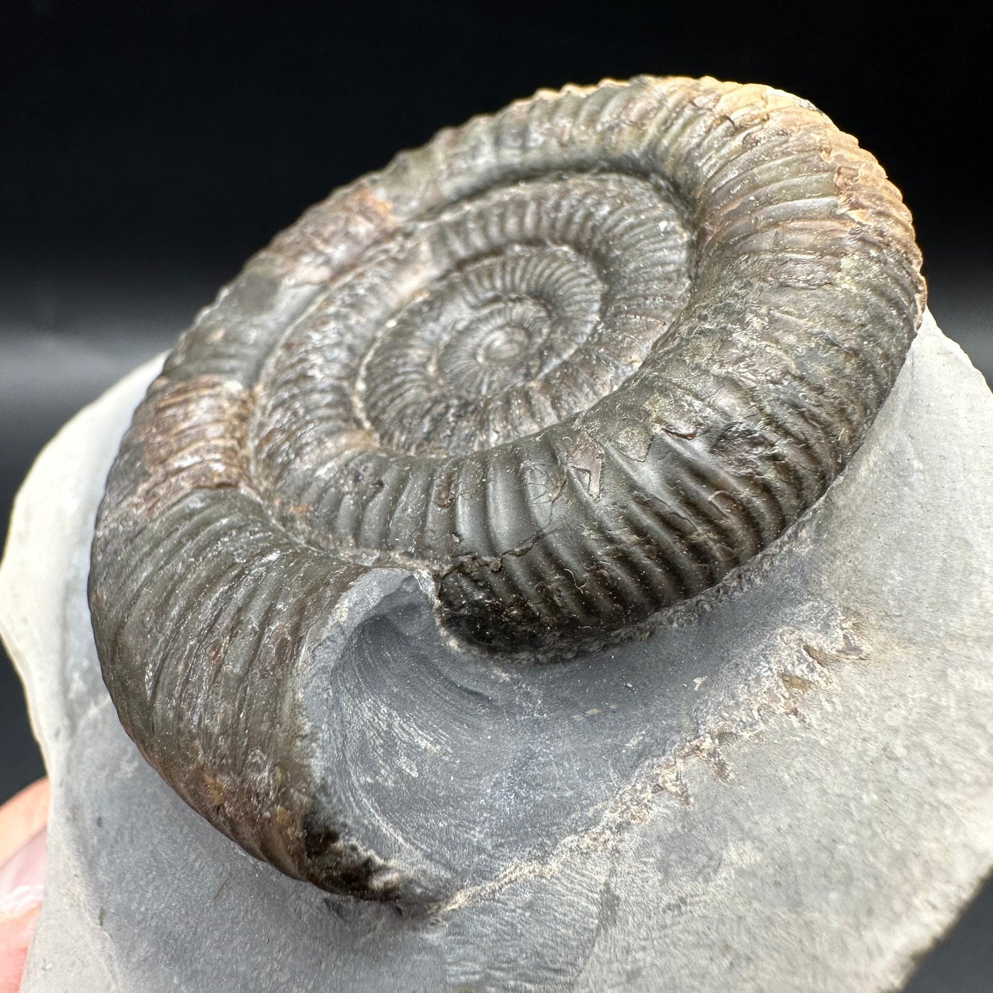 Dactylioceras Ammonite Fossil With Box And Stand - Whitby, North Yorkshire Jurassic Coast Yorkshire Fossils