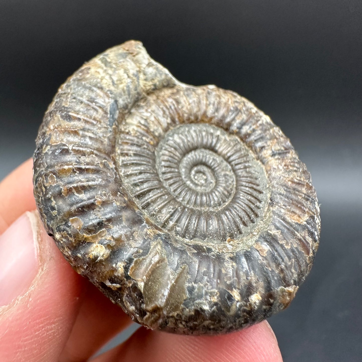 Dactylioceras Ammonite Fossil With Box And Stand - Whitby, North Yorkshire Jurassic Coast Yorkshire Fossils