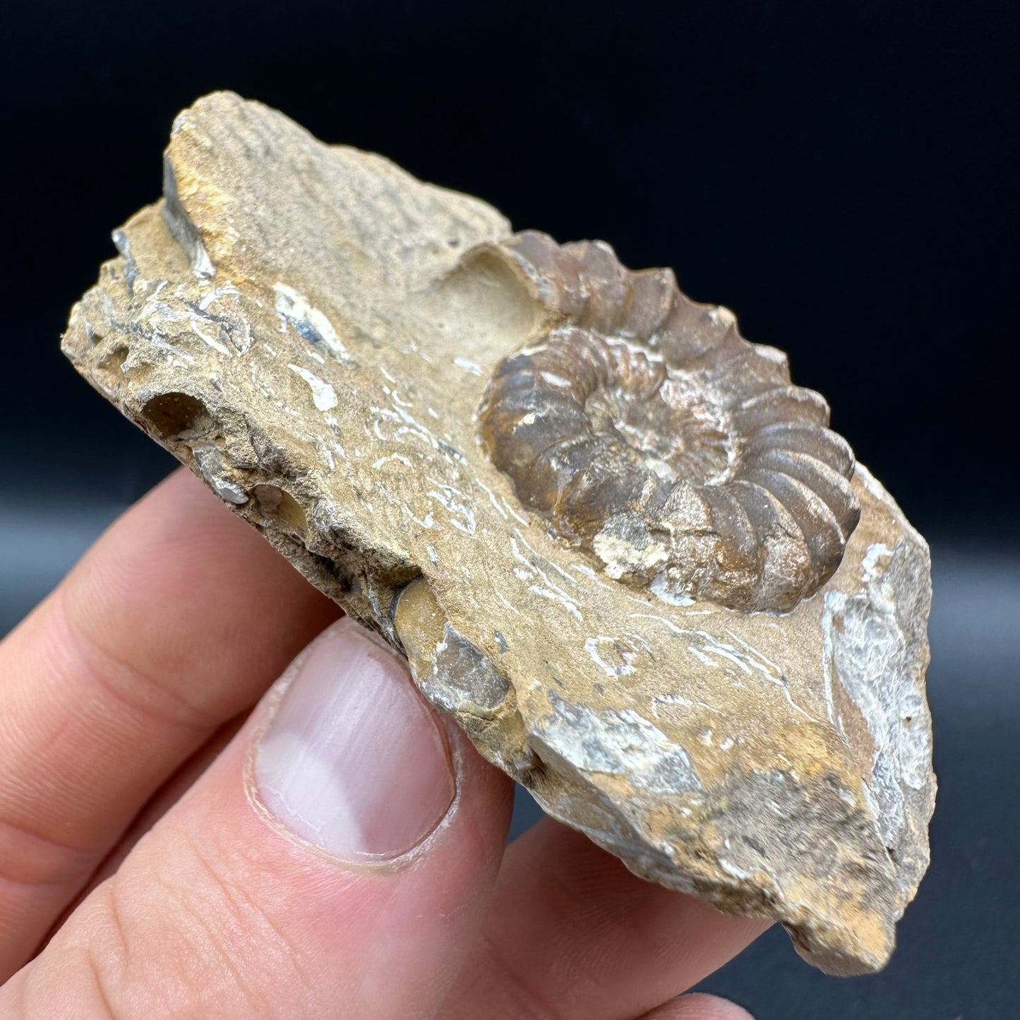 Androgynoceras capricornus Ammonite fossil with box and stand - Whitby, North Yorkshire Jurassic Coast Yorkshire Fossils