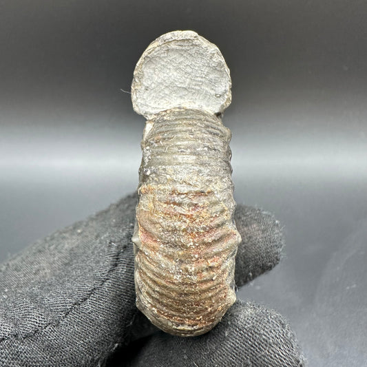Peronoceras Sp. Ammonite fossil with box and stand - Whitby, North Yorkshire Jurassic Coast Yorkshire Fossils