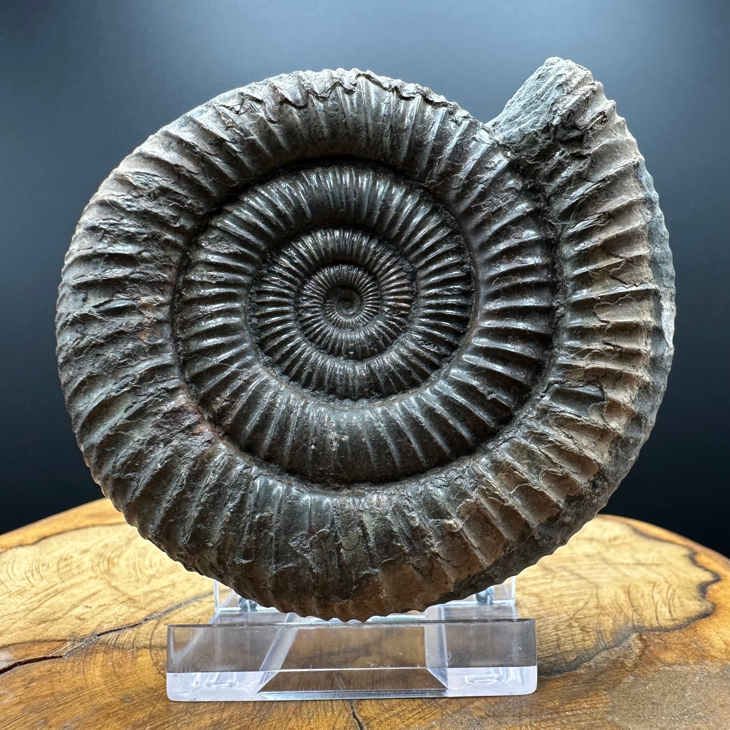 Dactylioceras Ammonite Fossil With box and Stand - Whitby, North Yorkshire Jurassic Coast Yorkshire Fossils