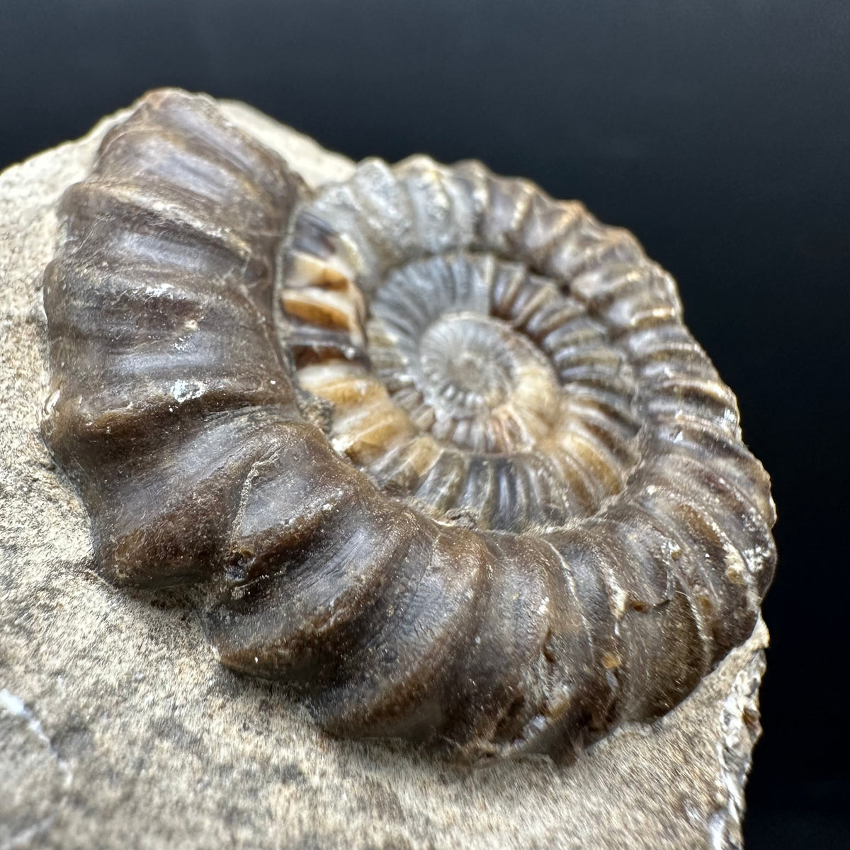 Androgynoceras capricornus Ammonite Fossil With Stand - Whitby, North Yorkshire Jurassic Coast Yorkshire Fossils