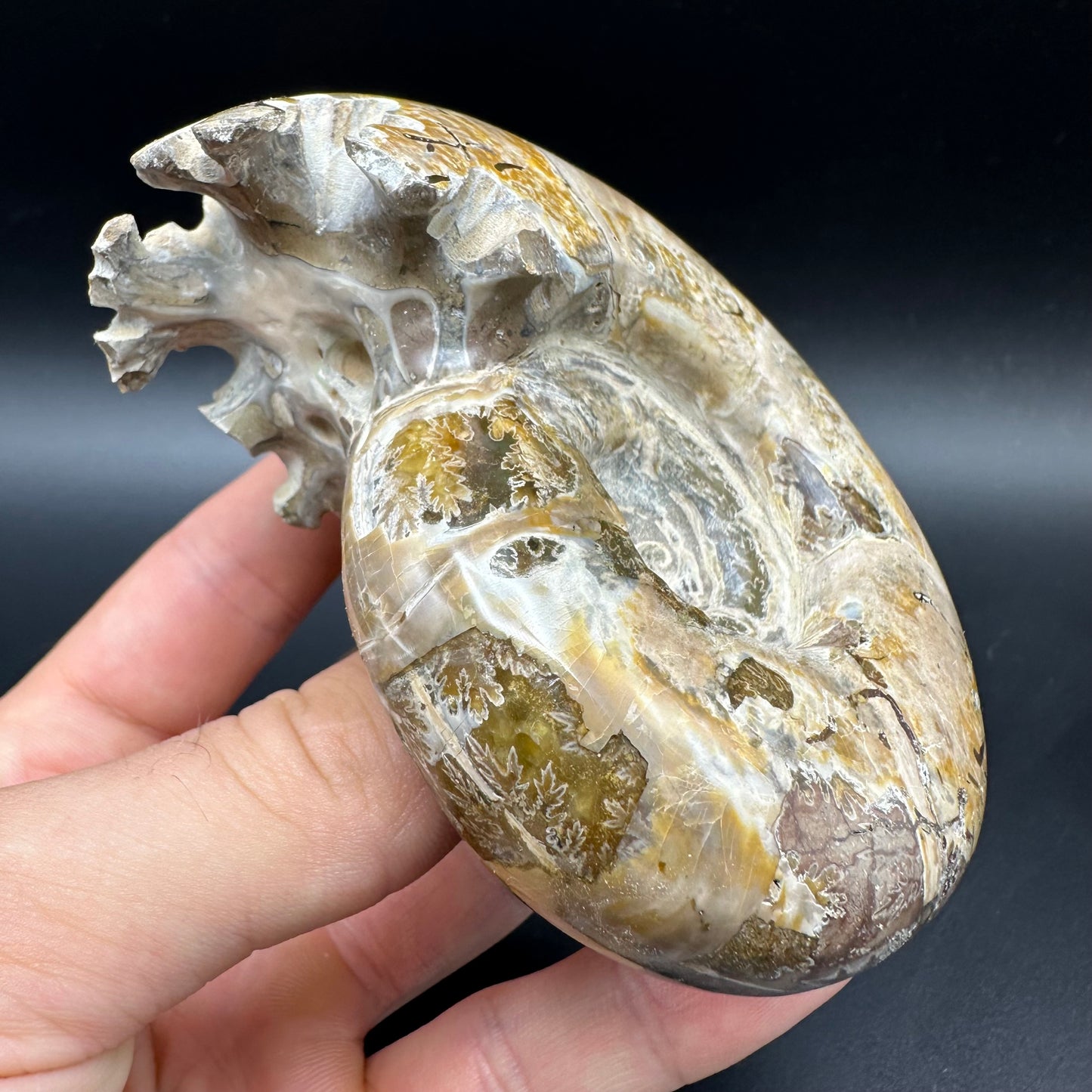 Puzosia Ammonite Fossil With Box And Stand - Cretaceous Ammonite Madagascar