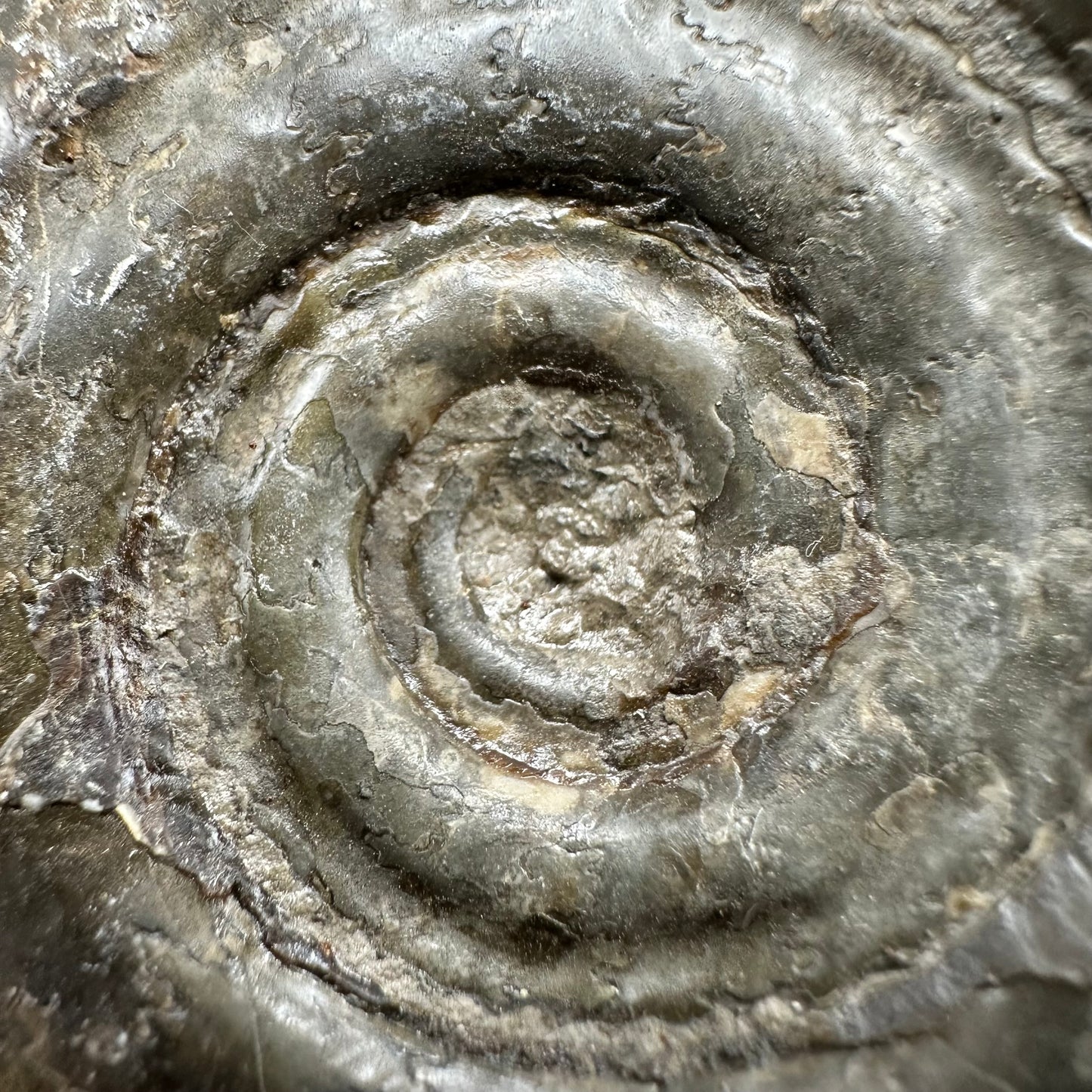 Hildoceras Bifrons Ammonite fossil with box and stand - Whitby, North Yorkshire Jurassic Coast, Yorkshire Fossils from the Jurassic Coast