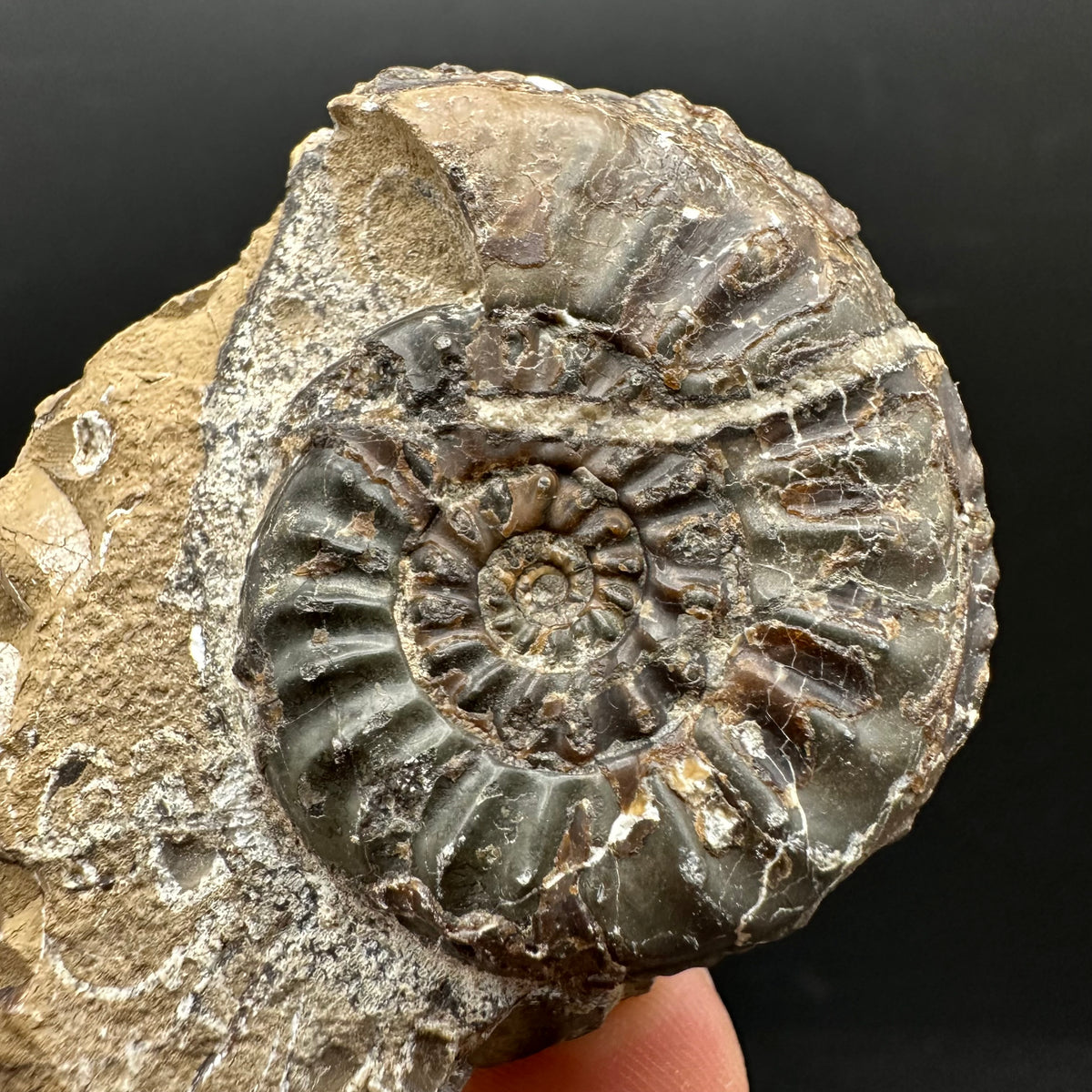 Amaltheus subnodosus Ammonite fossil with stand - Whitby, North Yorkshire Jurassic Coast Yorkshire Fossils