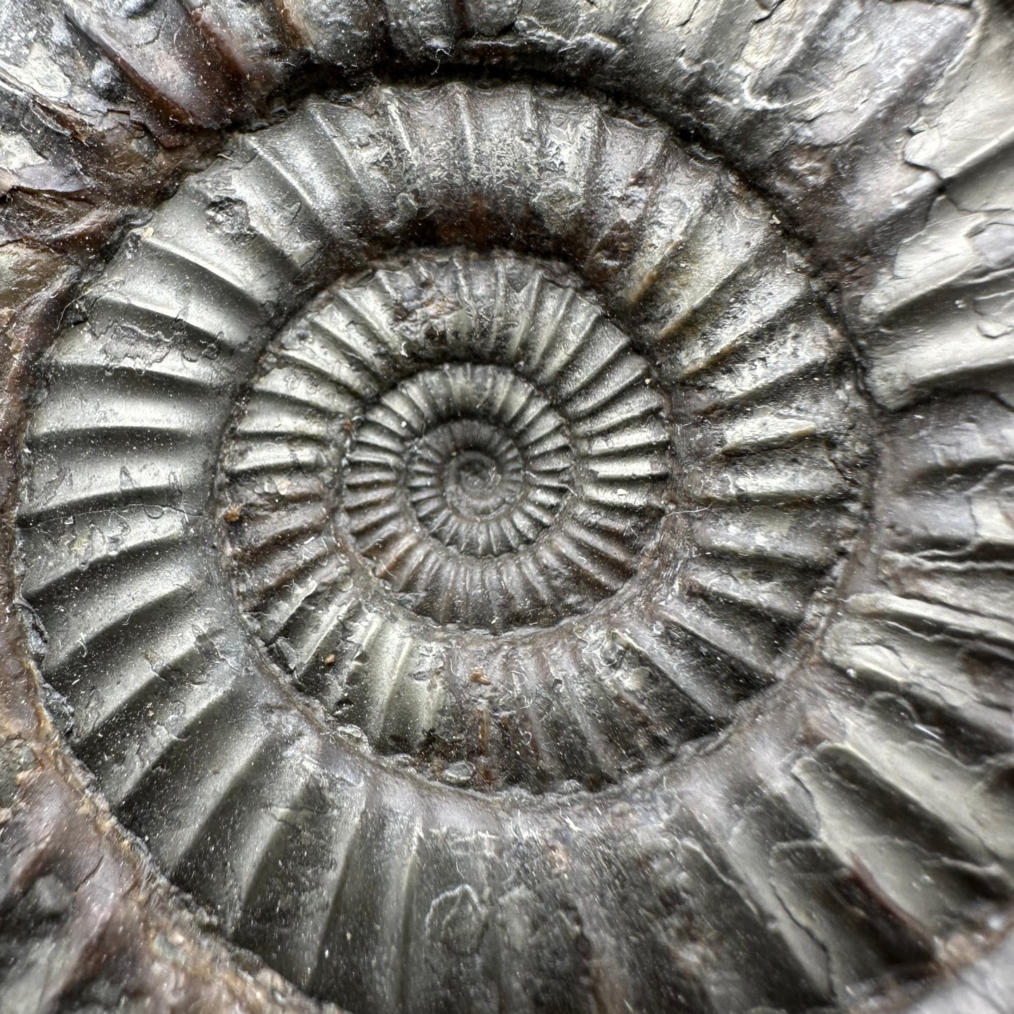 Catacoeloceras Sp. ammonite fossil with box and stand- Whitby, North Yorkshire Jurassic Coast Yorkshire Fossils