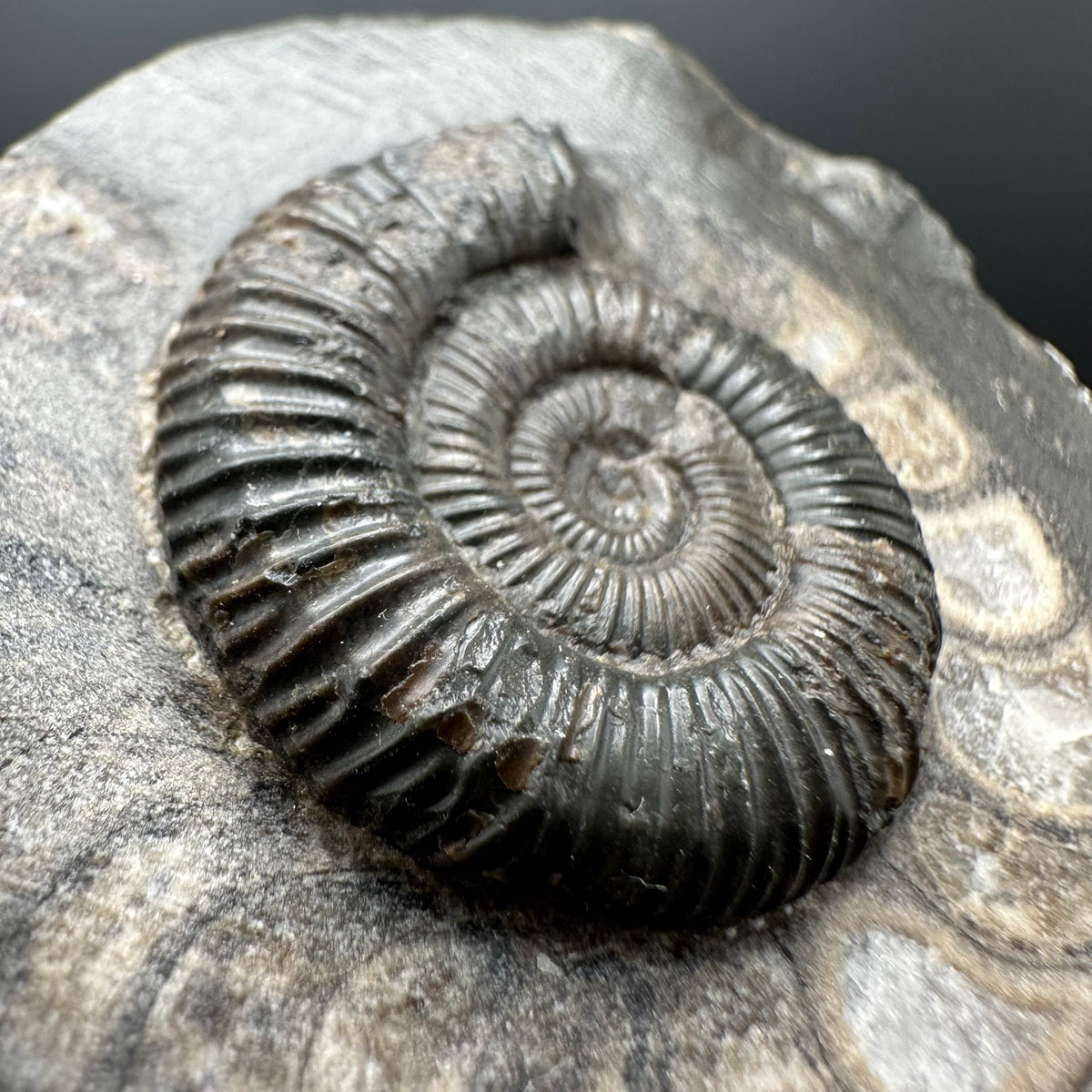 Dactylioceras Ammonite Fossil With box and Stand - Whitby, North Yorkshire Jurassic Coast Yorkshire Fossils