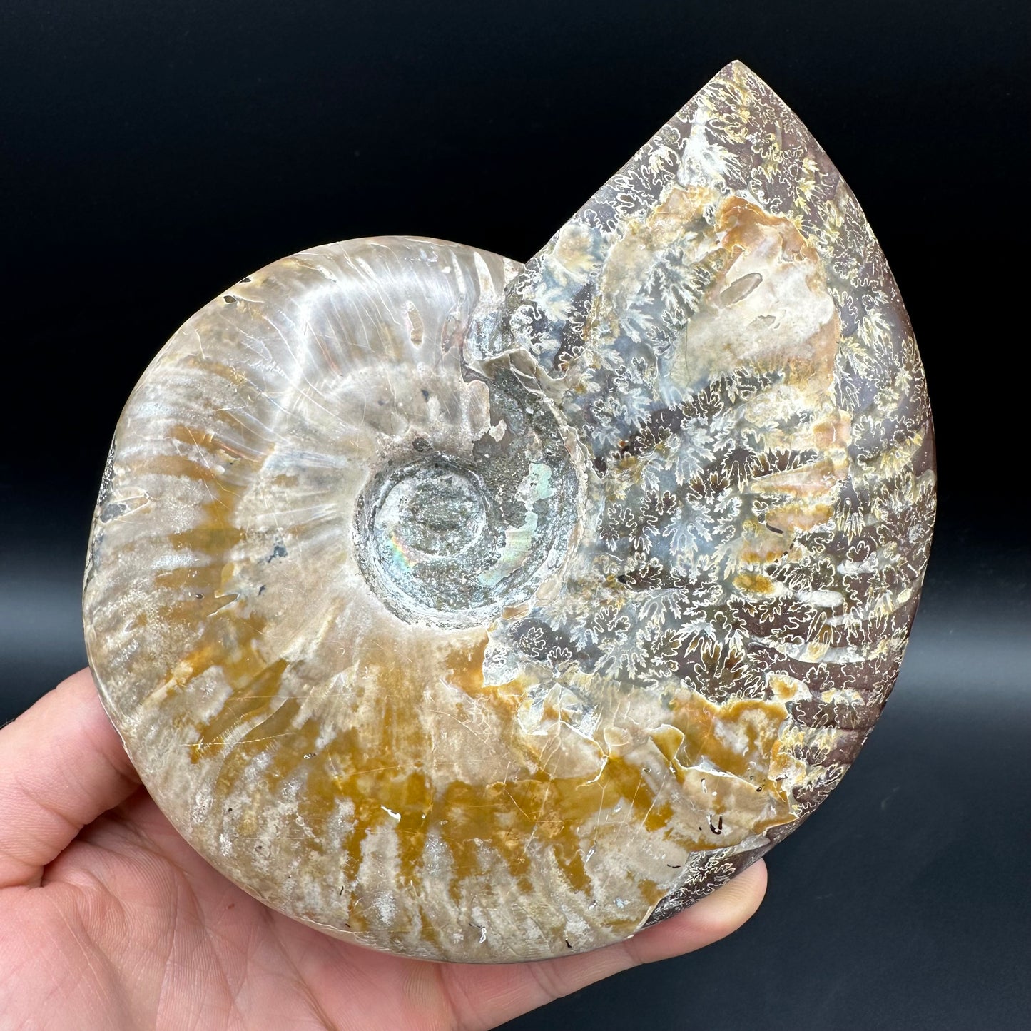 Cleoniceras Ammonite Fossil With Stand - Cretaceous Ammonite Madagascar