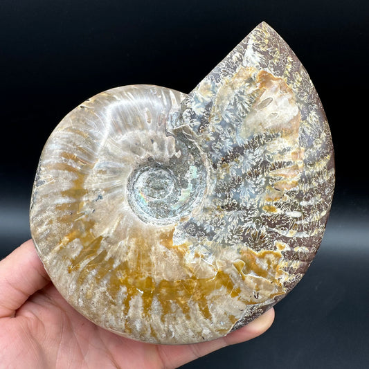 Cleoniceras Ammonite Fossil With Stand - Cretaceous Ammonite Madagascar