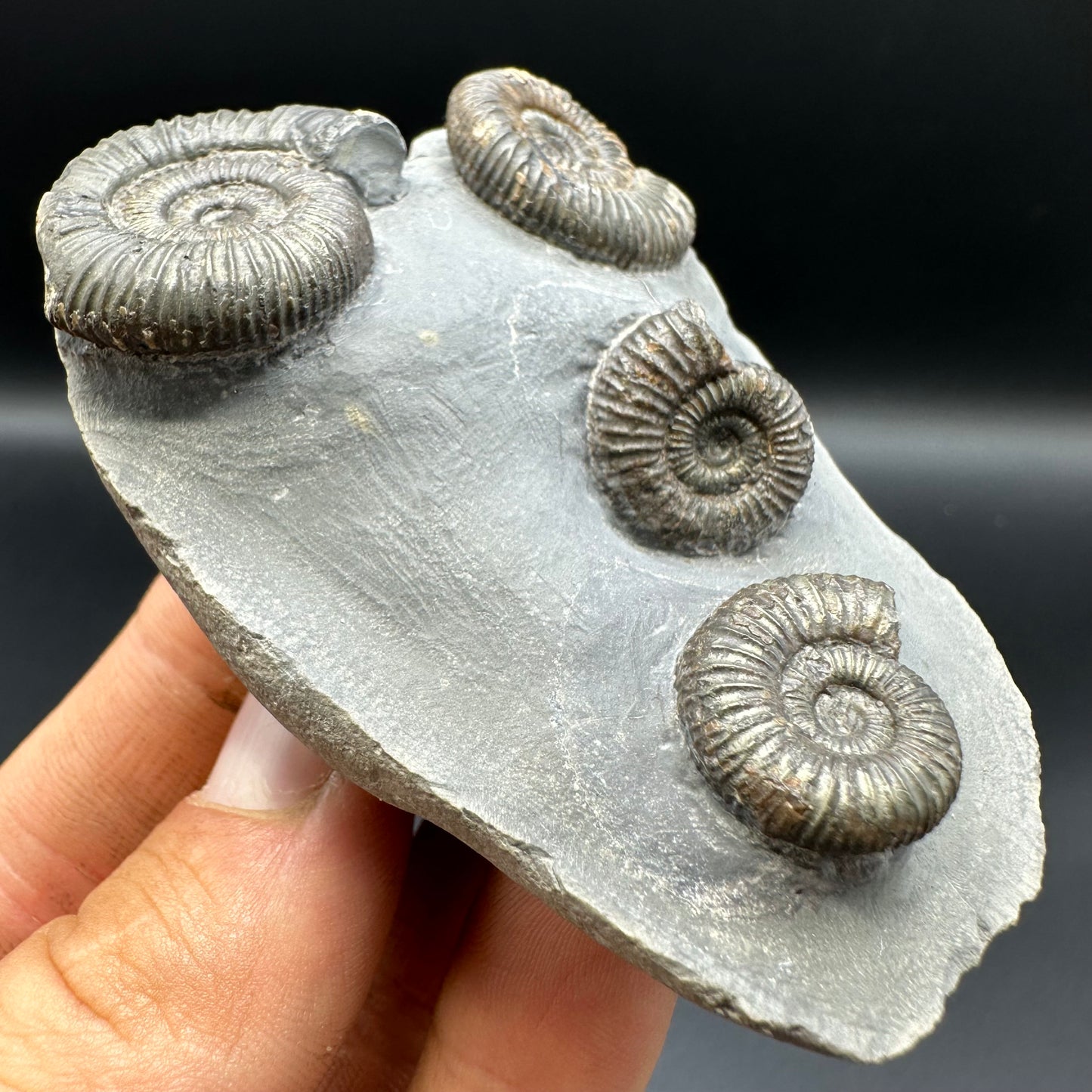 Dactylioceras Ammonite Fossil With Box And Stand - Whitby, North Yorkshire Jurassic Coast Yorkshire Fossils