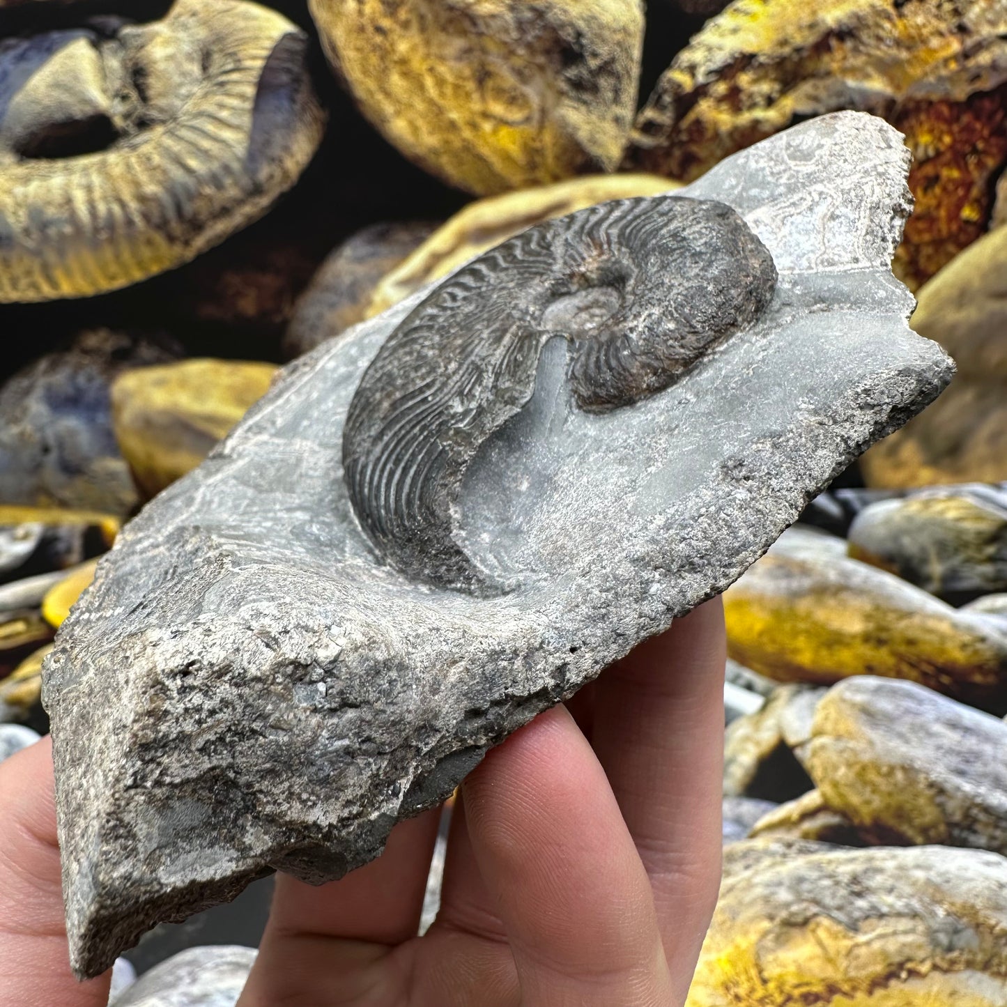 Cleviceras sp. ammonite shell fossil - Whitby, North Yorkshire