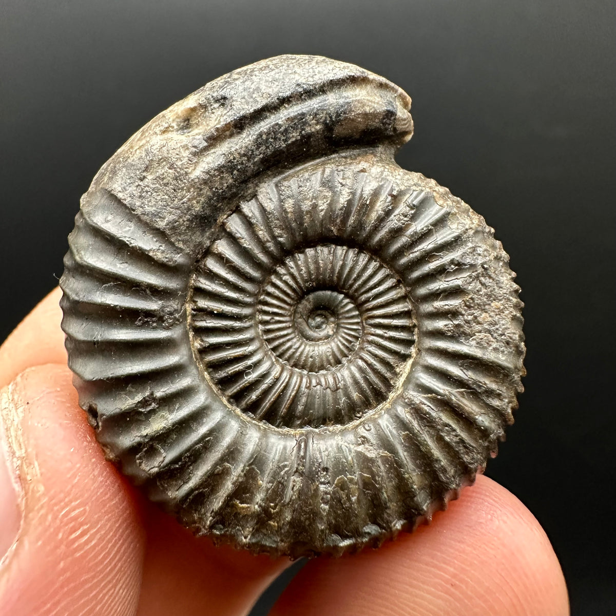 Snakestone Ammonite Fossil With Bag/Box And Stand - Whitby, North Yorkshire Jurassic Coast Yorkshire Fossils