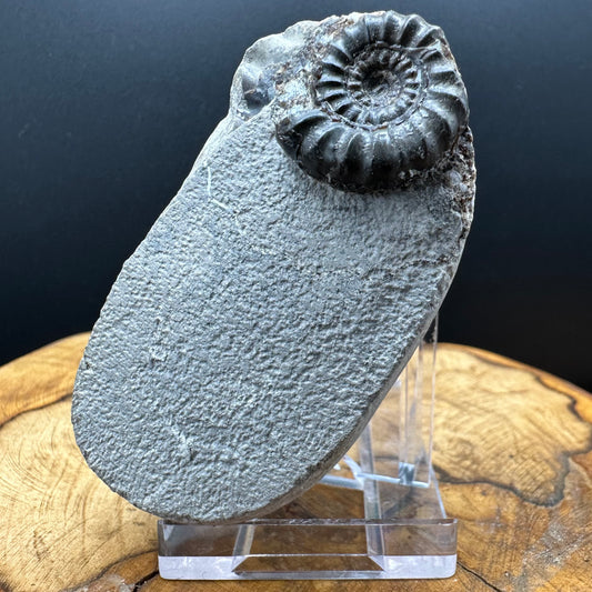 Androgynoceras maculatum ammonite fossil with box and stand - Whitby, North Yorkshire Jurassic Coast Yorkshire Fossils