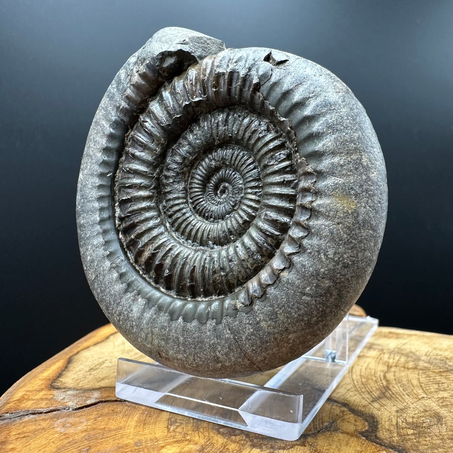 Dactylioceras Ammonite Fossil With box and Stand - Whitby, North Yorkshire Jurassic Coast Yorkshire Fossils
