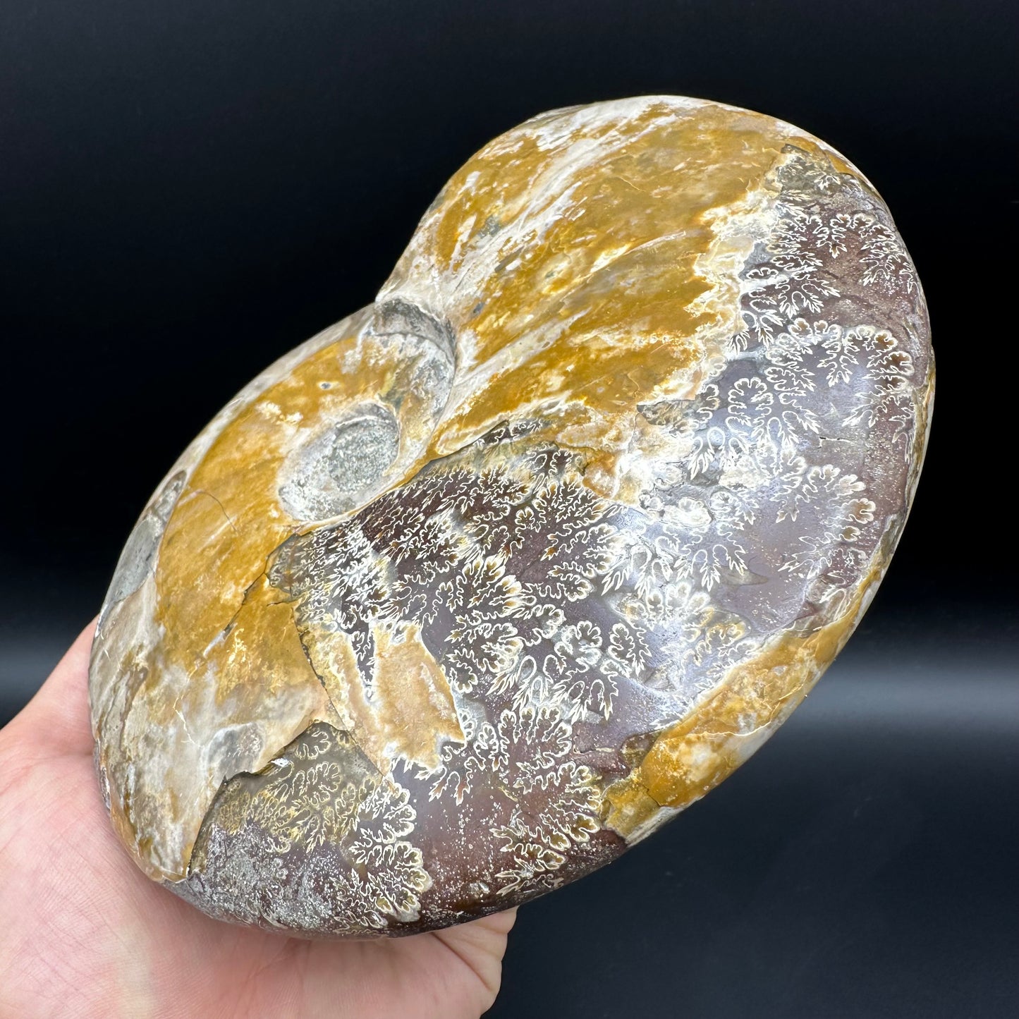 Cleoniceras Ammonite Fossil With Stand - Cretaceous Ammonite Madagascar