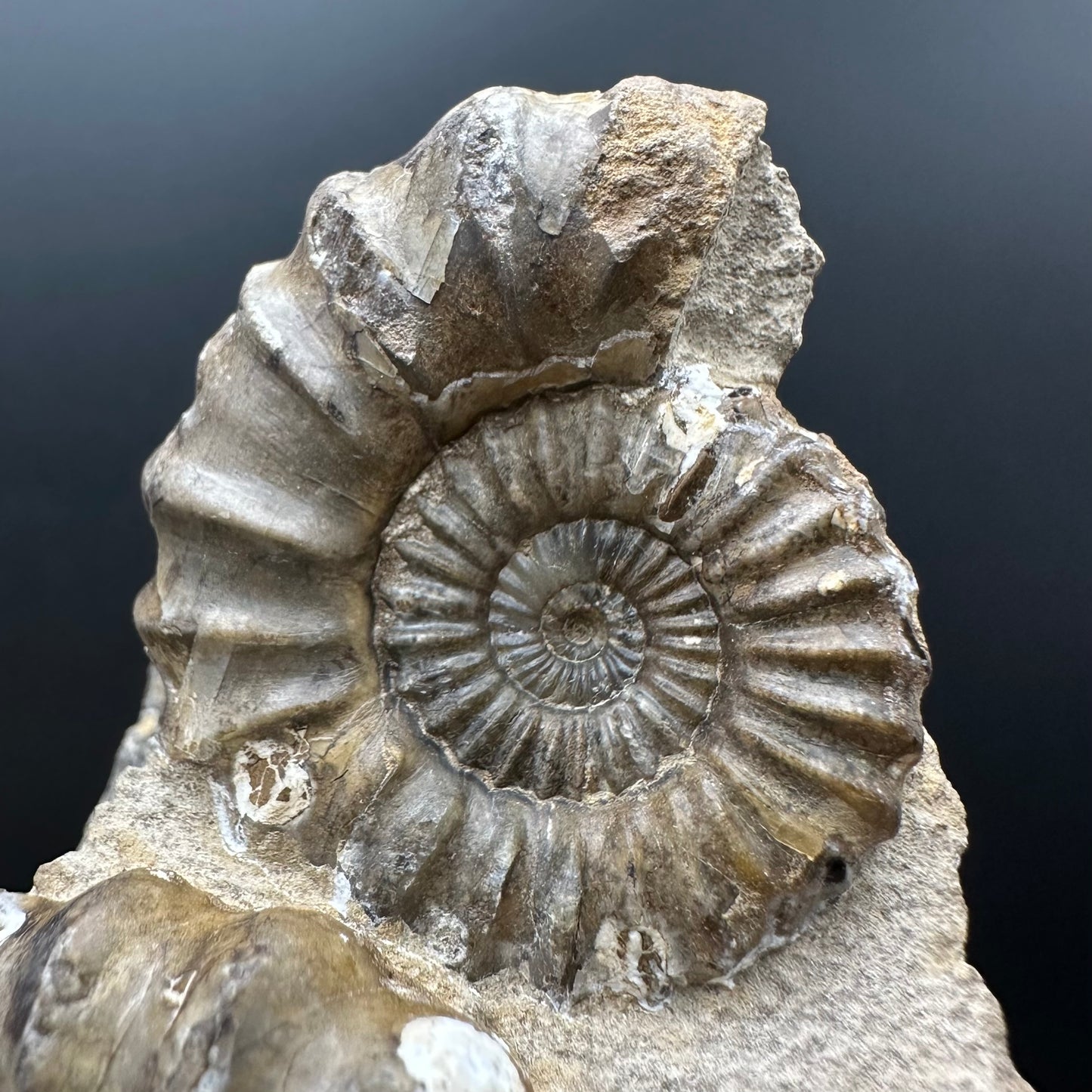 Androgynoceras capricornus Ammonite Fossil With Box And Stand - Whitby, North Yorkshire Jurassic Coast Yorkshire Fossils