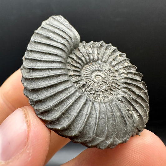 Schlothemia sp. ammonite fossil with box and stand - Whitby, North Yorkshire Jurassic Coast, Yorkshire fossils