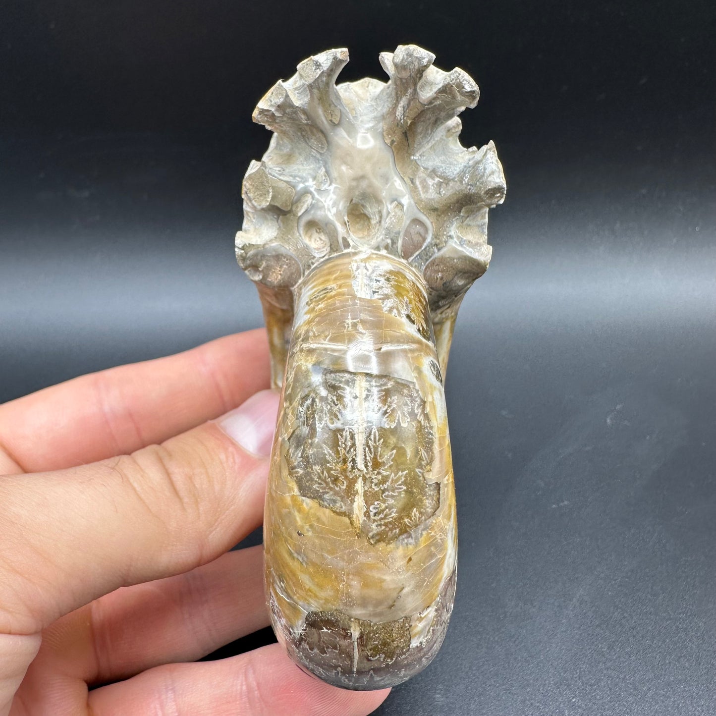 Puzosia Ammonite Fossil With Box And Stand - Cretaceous Ammonite Madagascar