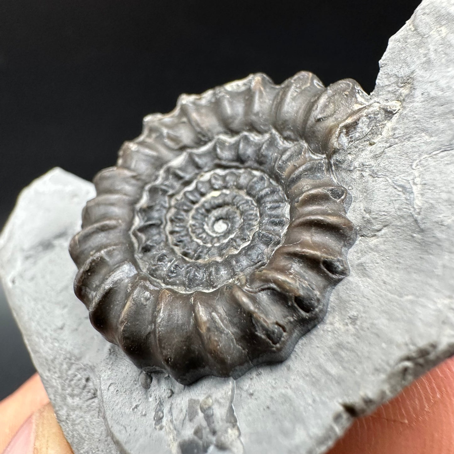 Gagaticeras Ammonite fossil with box and stand - Whitby, North Yorkshire Jurassic Coast Yorkshire Fossils