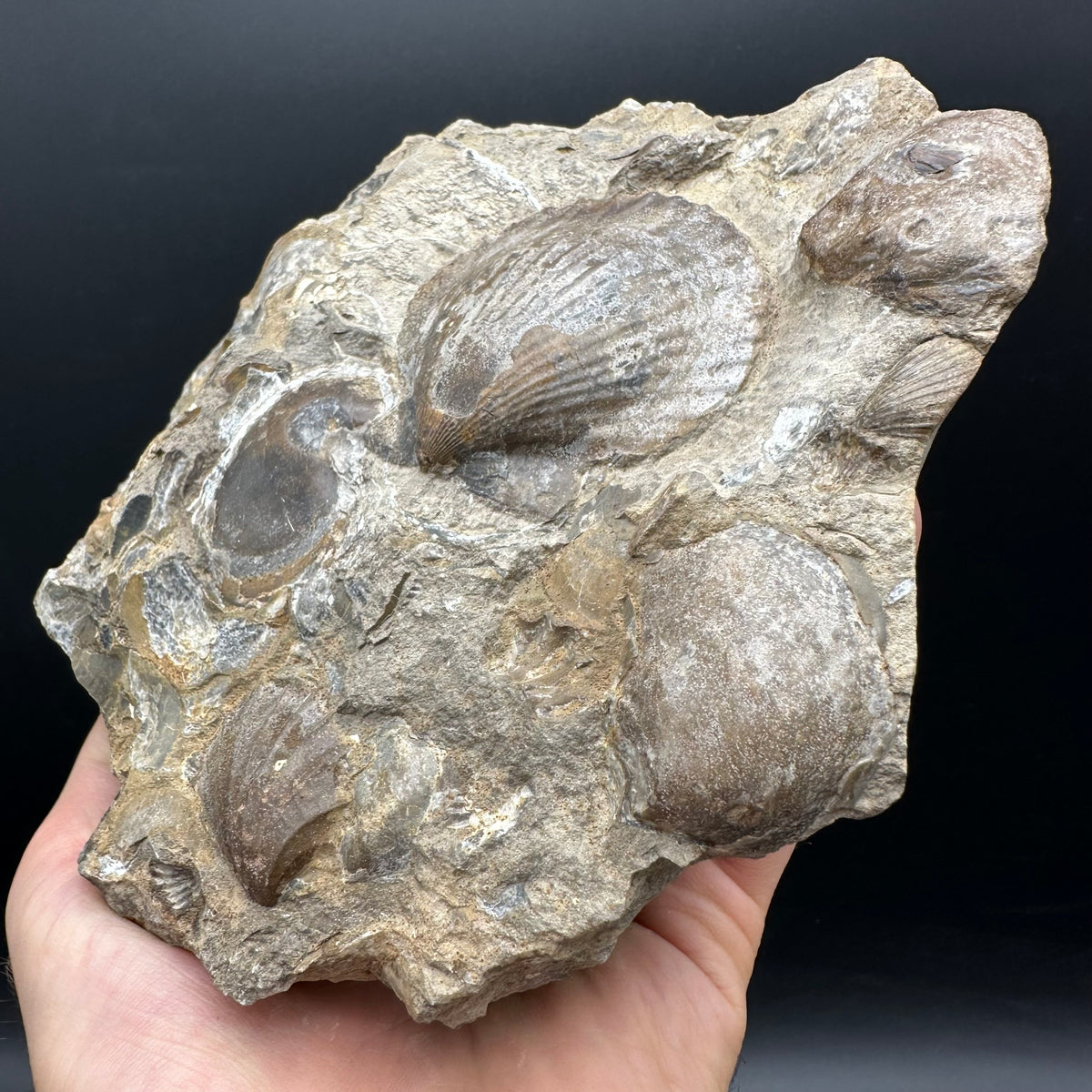 Shell fossil with stand - Whitby, North Yorkshire, Jurassic Coast, Yorkshire Fossils