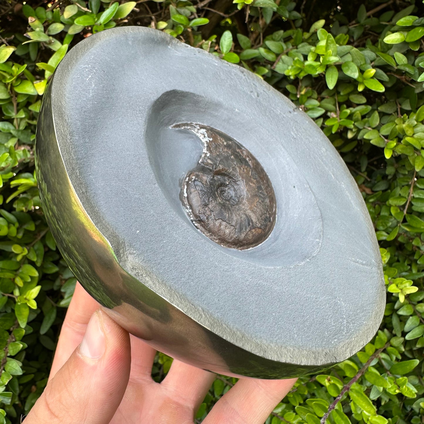 Golden Egg (GENUINE) Ammonite Fossil With Stand - Whitby, North Yorkshire Jurassic Coast Yorkshire Fossils